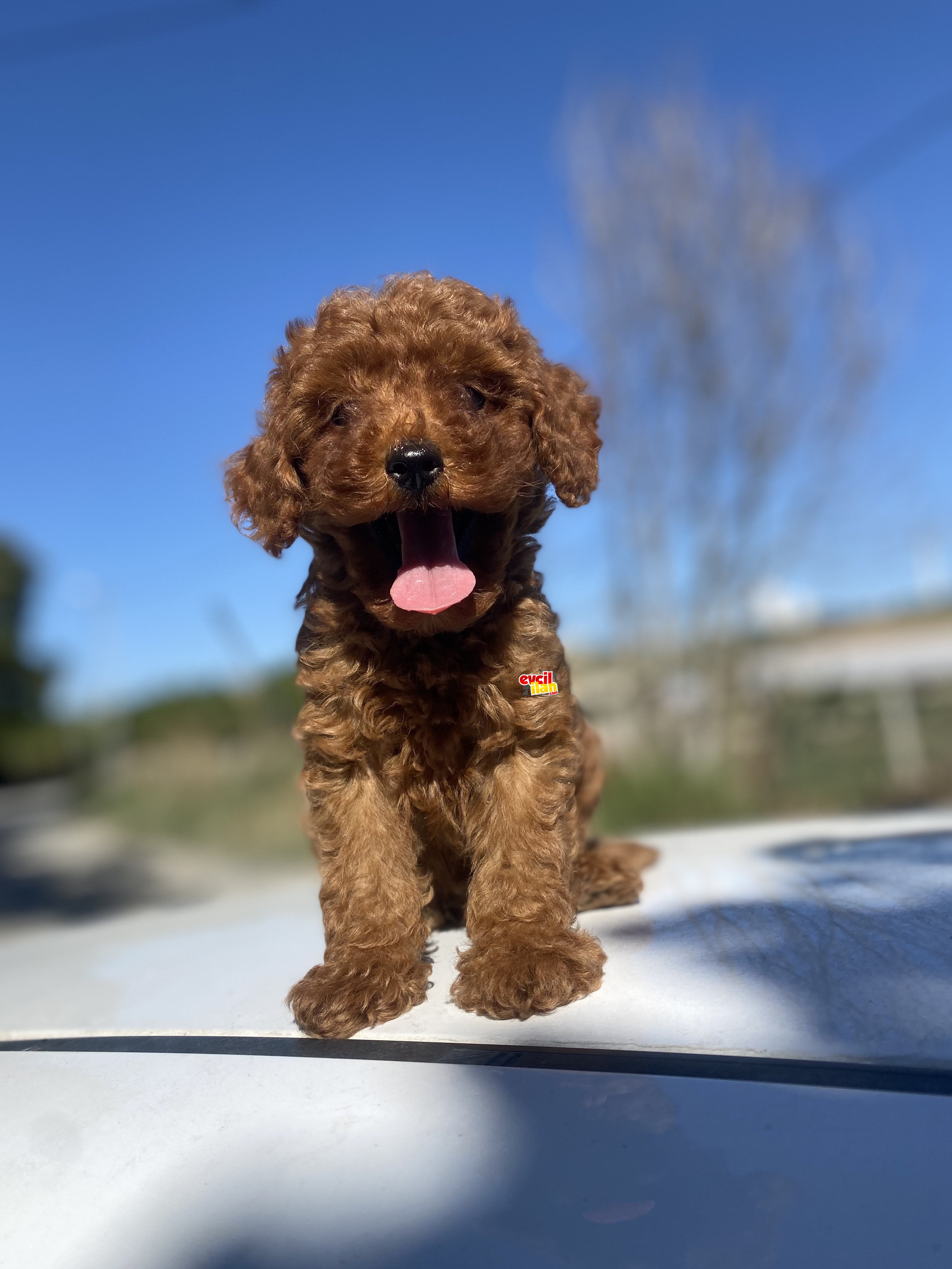 RED TOY POODLE BEBEKLER ORJİNAL