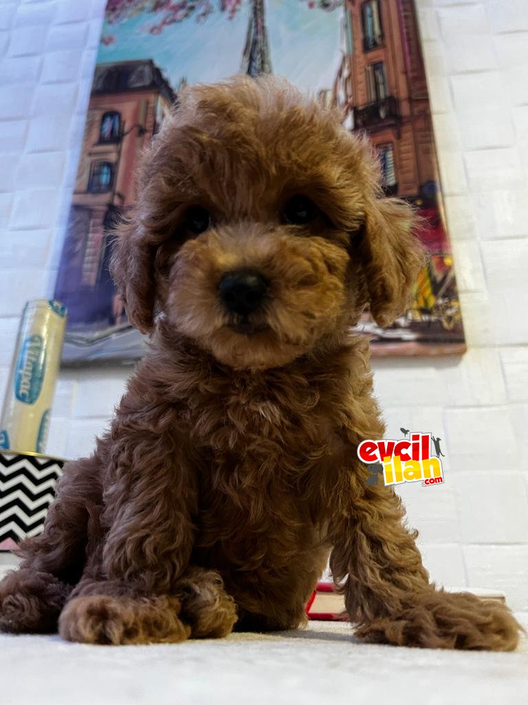 Red toy poodle dişi yavrumuz 