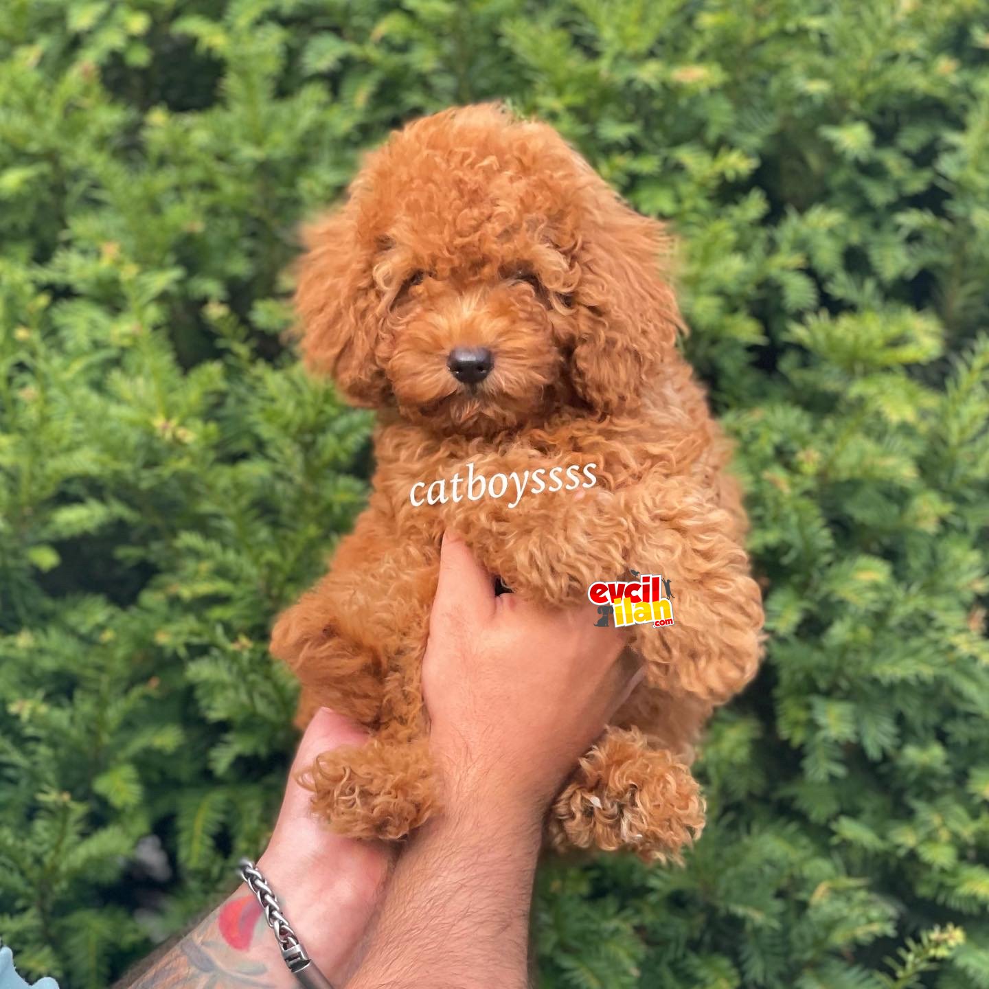 Red toy poodle erkek bebeğimiz