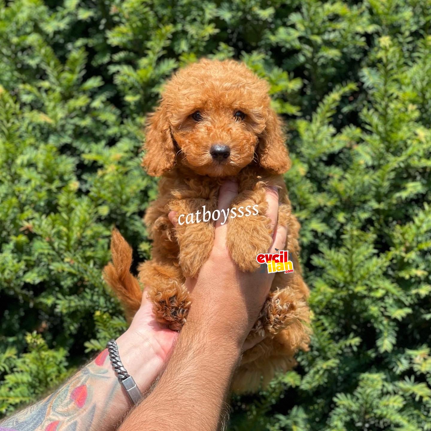 Red toy poodle erkek bebek