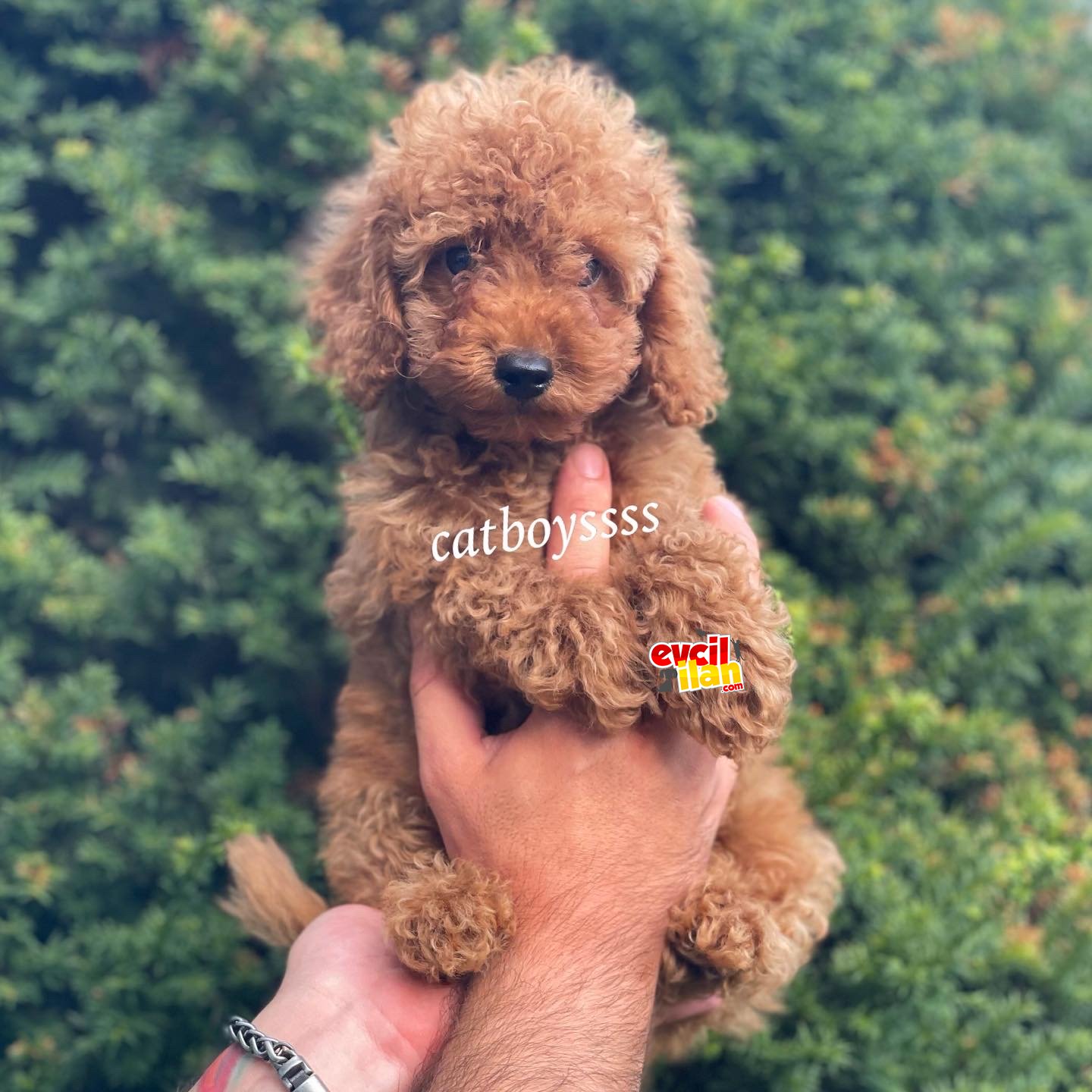 Red toy poodle erkek yavrumuz