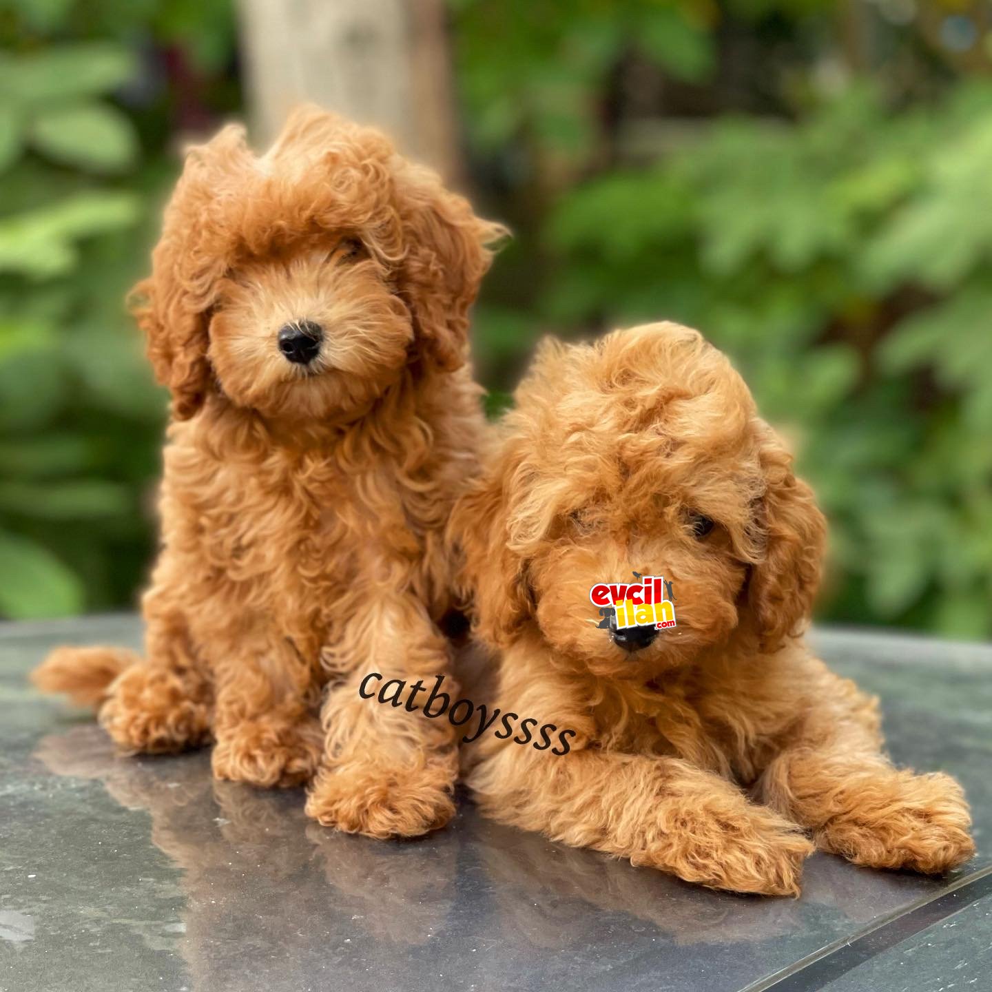 Red toy poodle kardeşler (Dişi,erkek)