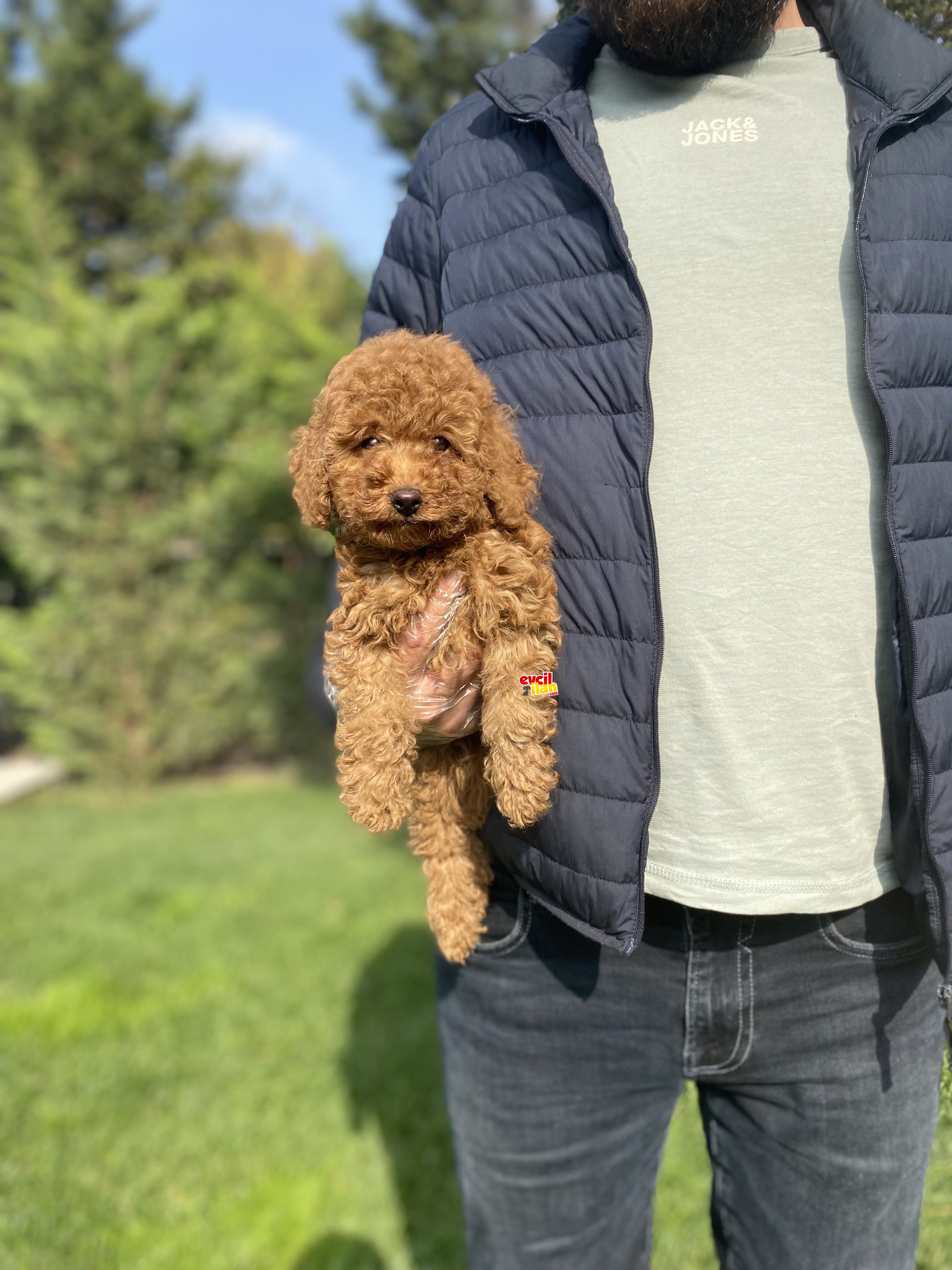 RED TOY POODLE ORJİNAL YAVRUMUZ