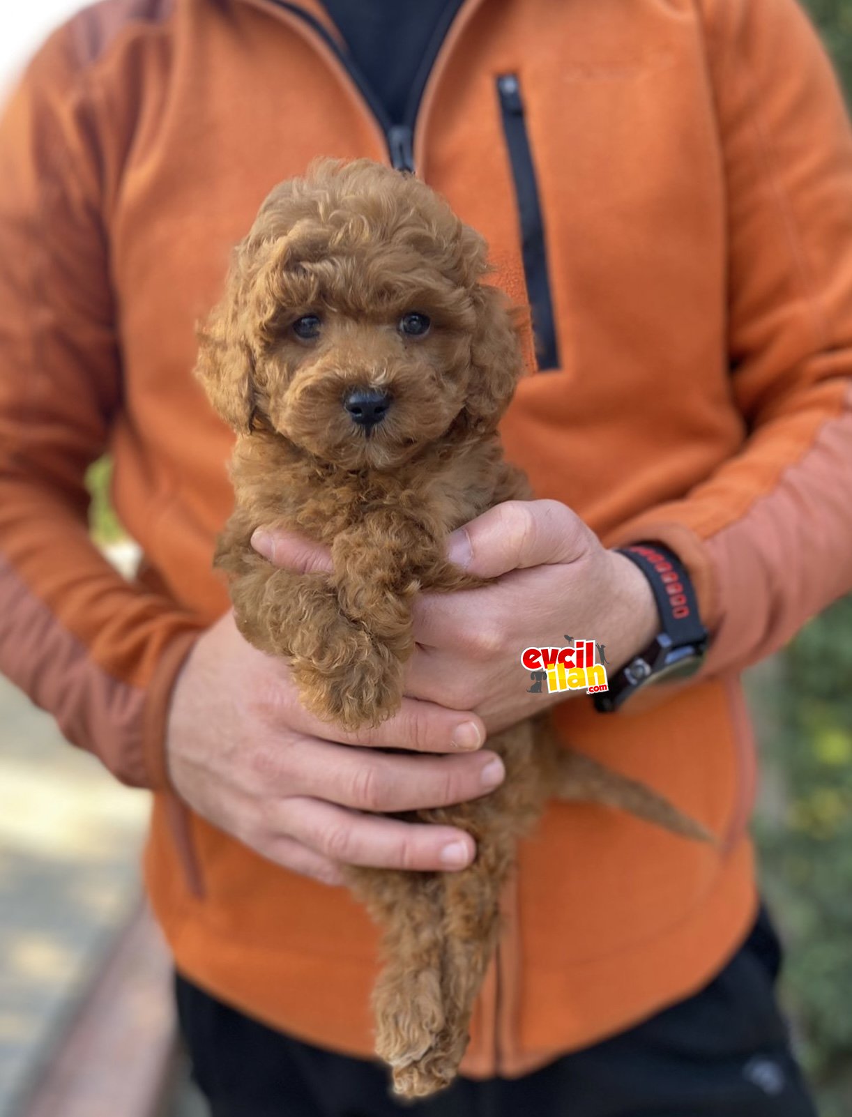 Red Toy Poodle Yavru