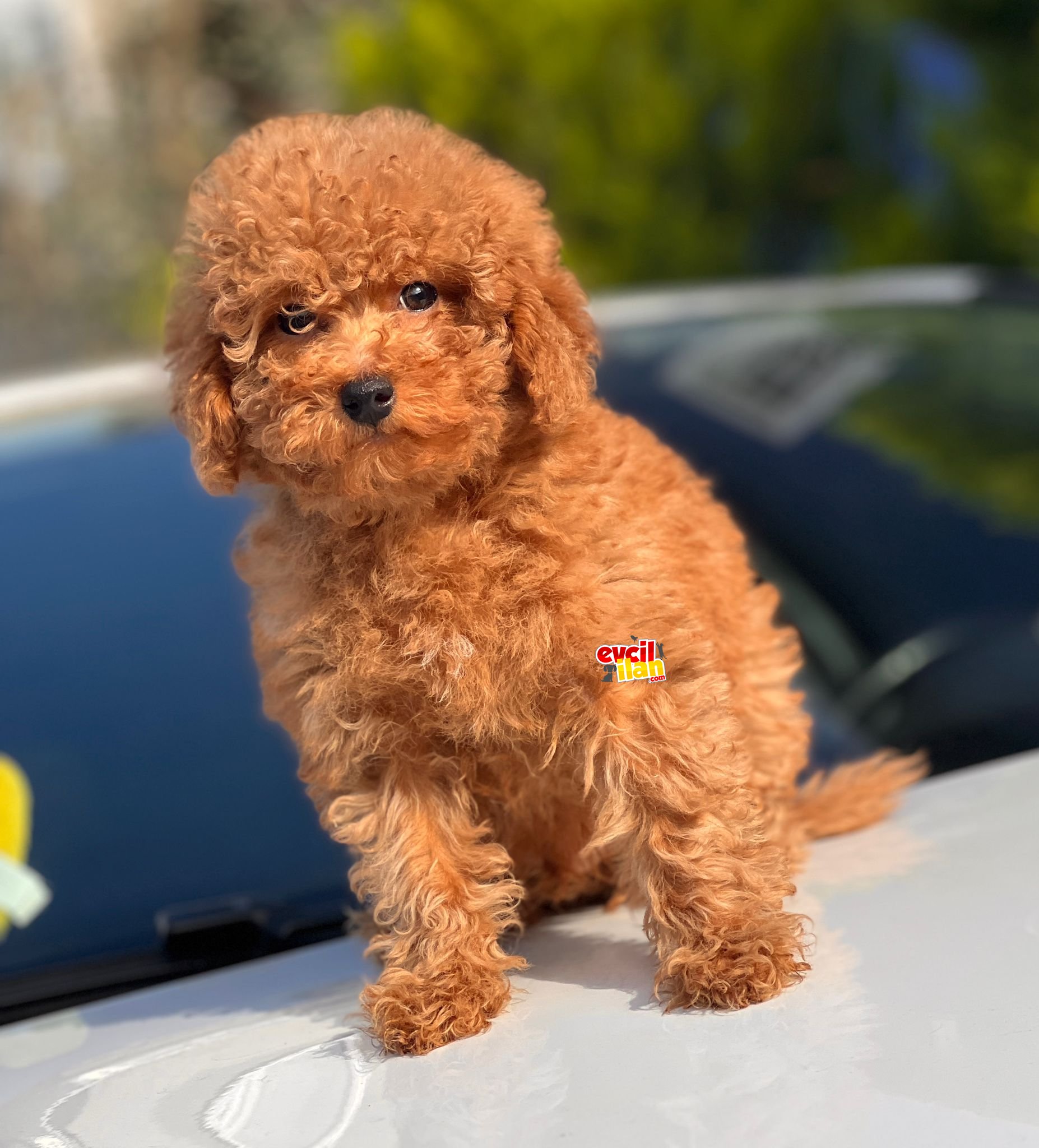 RED TOY POODLE YAVRULAR