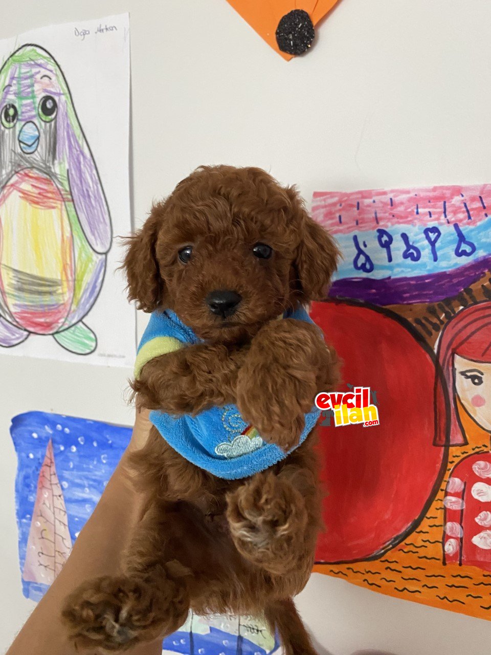 RED TOY POODLE YAVRULAR