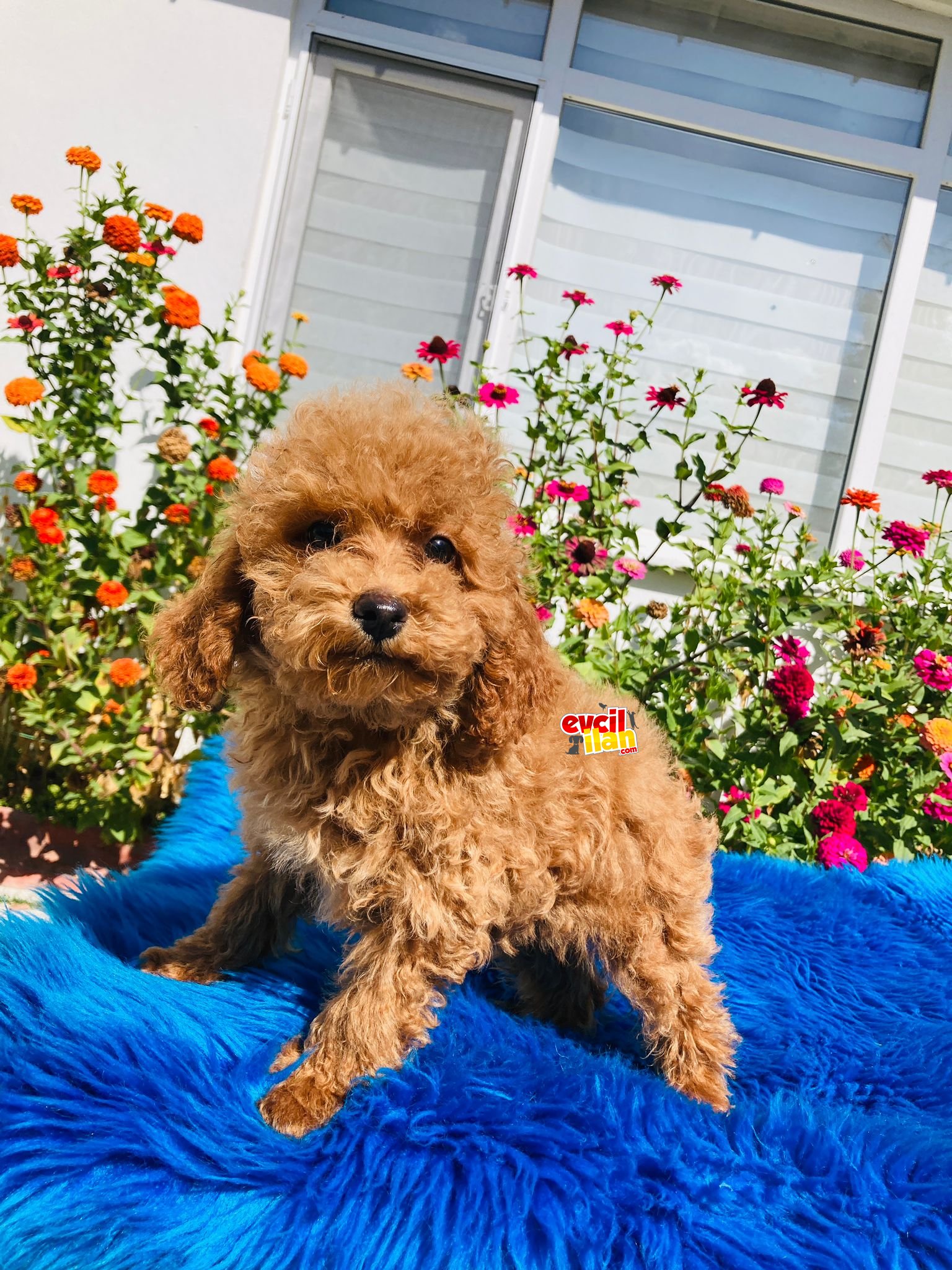 RED TOY POODLE YAVRULARIMIZ