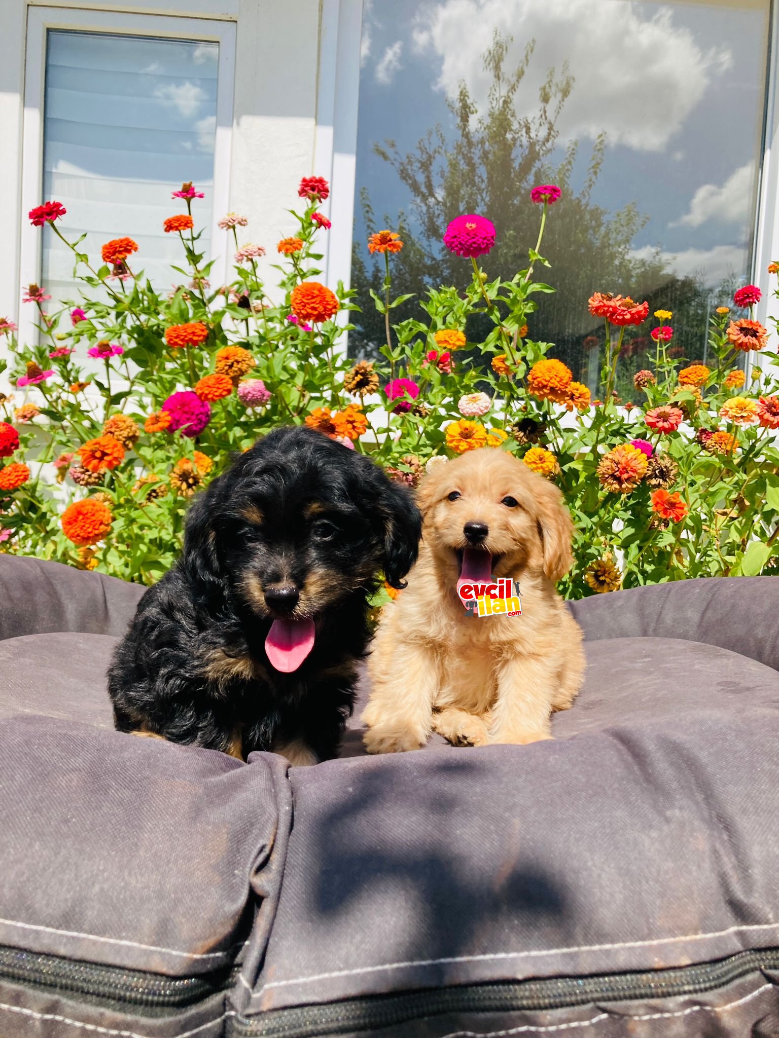 RED VE BLACK TAN MALTİPOO YAVRULARIMIZ SİZLERLE