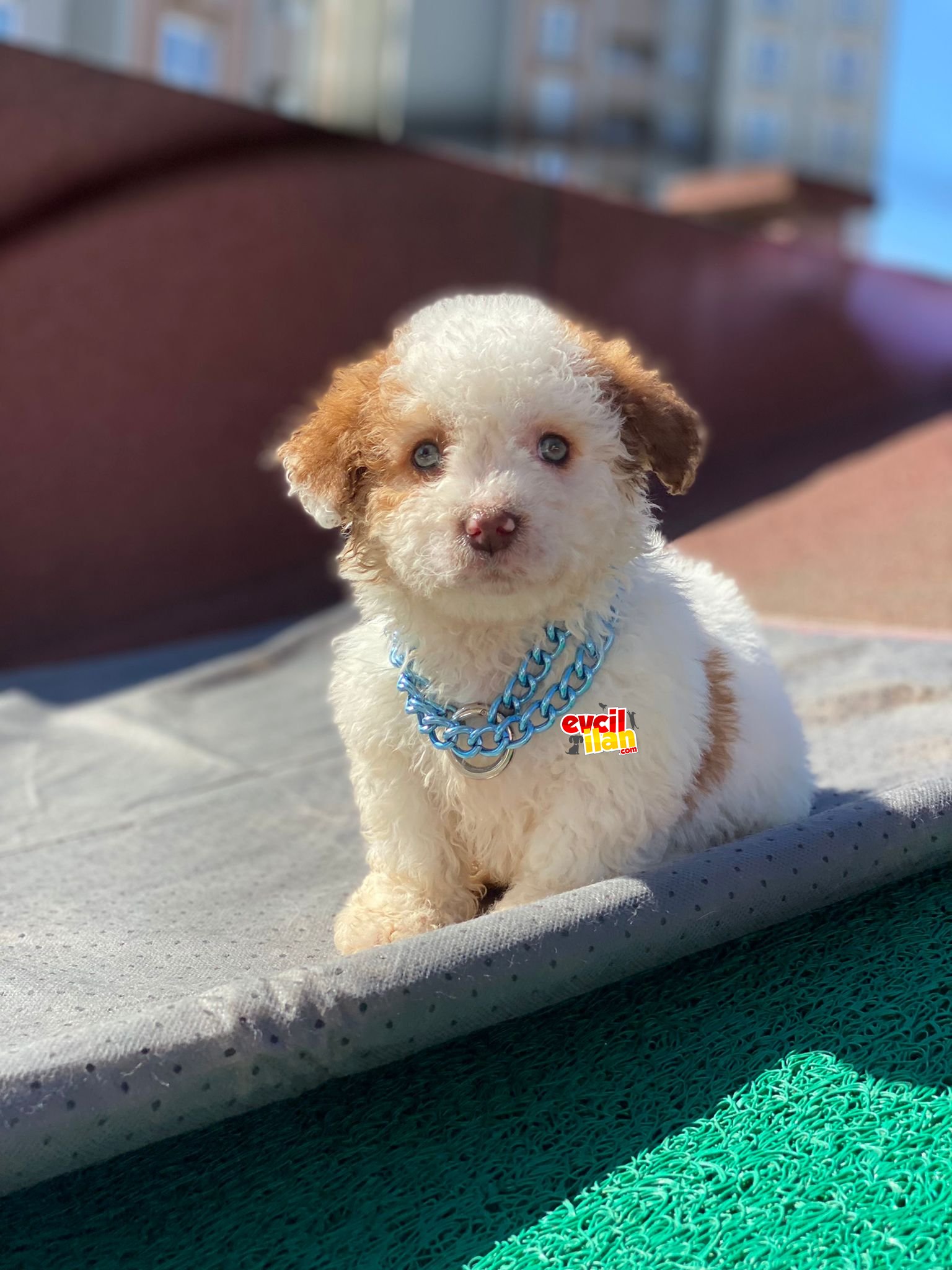 Renkli Gözlü Maltipoo Yavrumuz