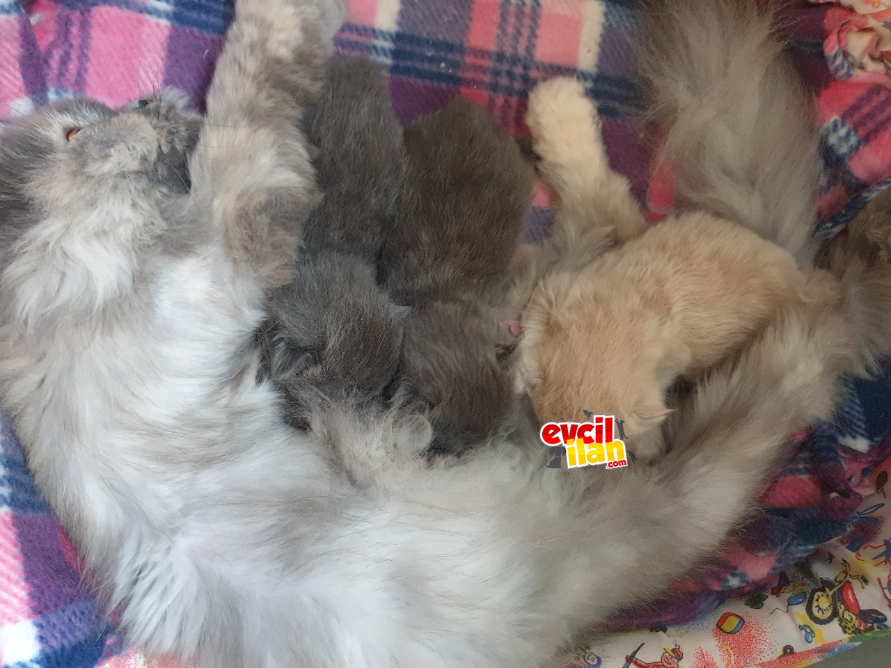 Rezerveye açık Kendi kedimizin yavruları 