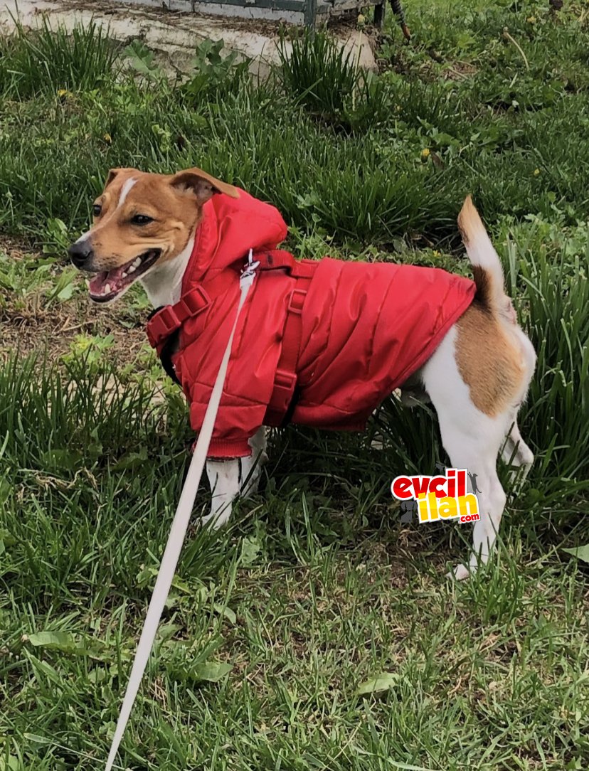 Rıfkı yeni sahibini arıyor :/