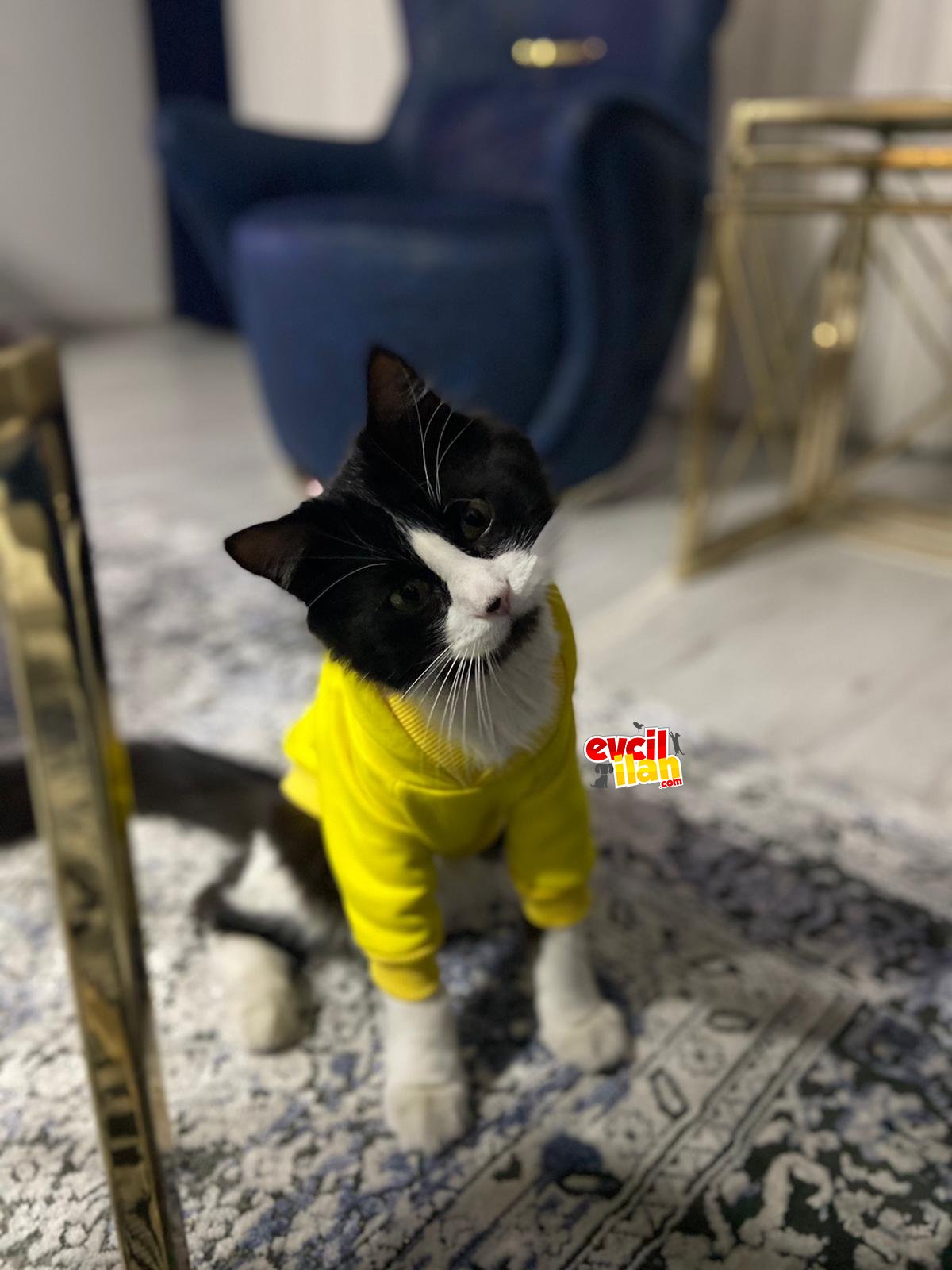 Rio’ya Kalıcı yuva arıyorum.