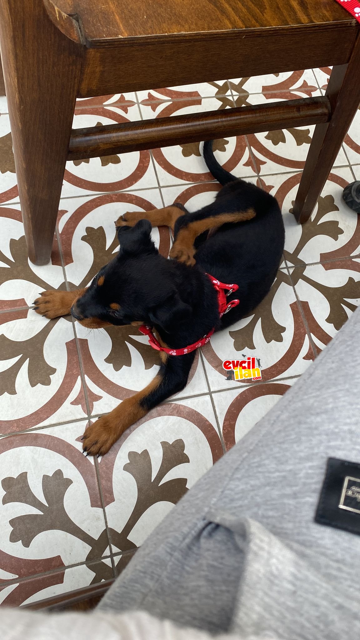 Rottweiler