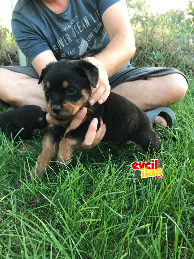 Rottweiler yavruları 