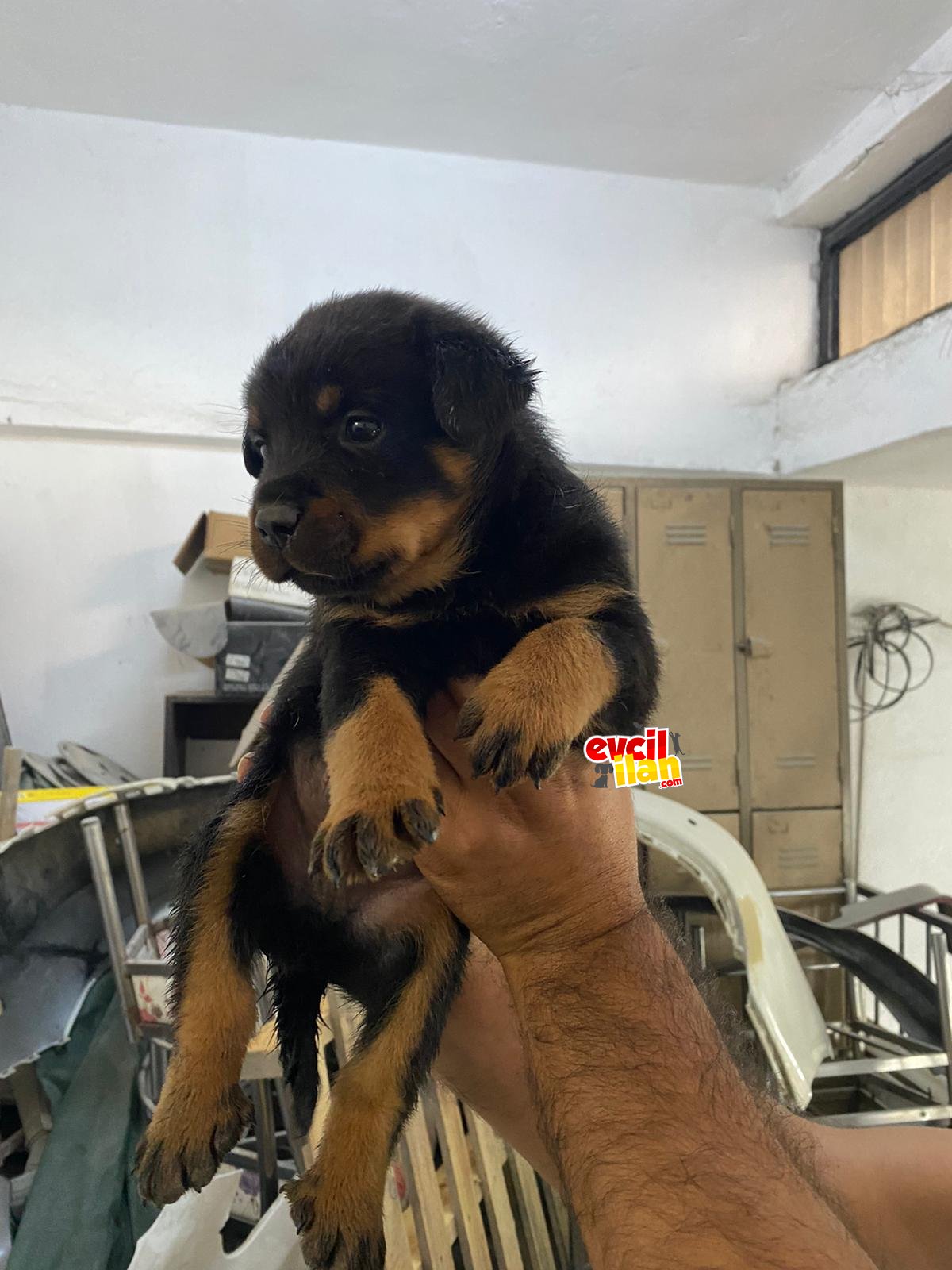 Rottweiler yavruları 