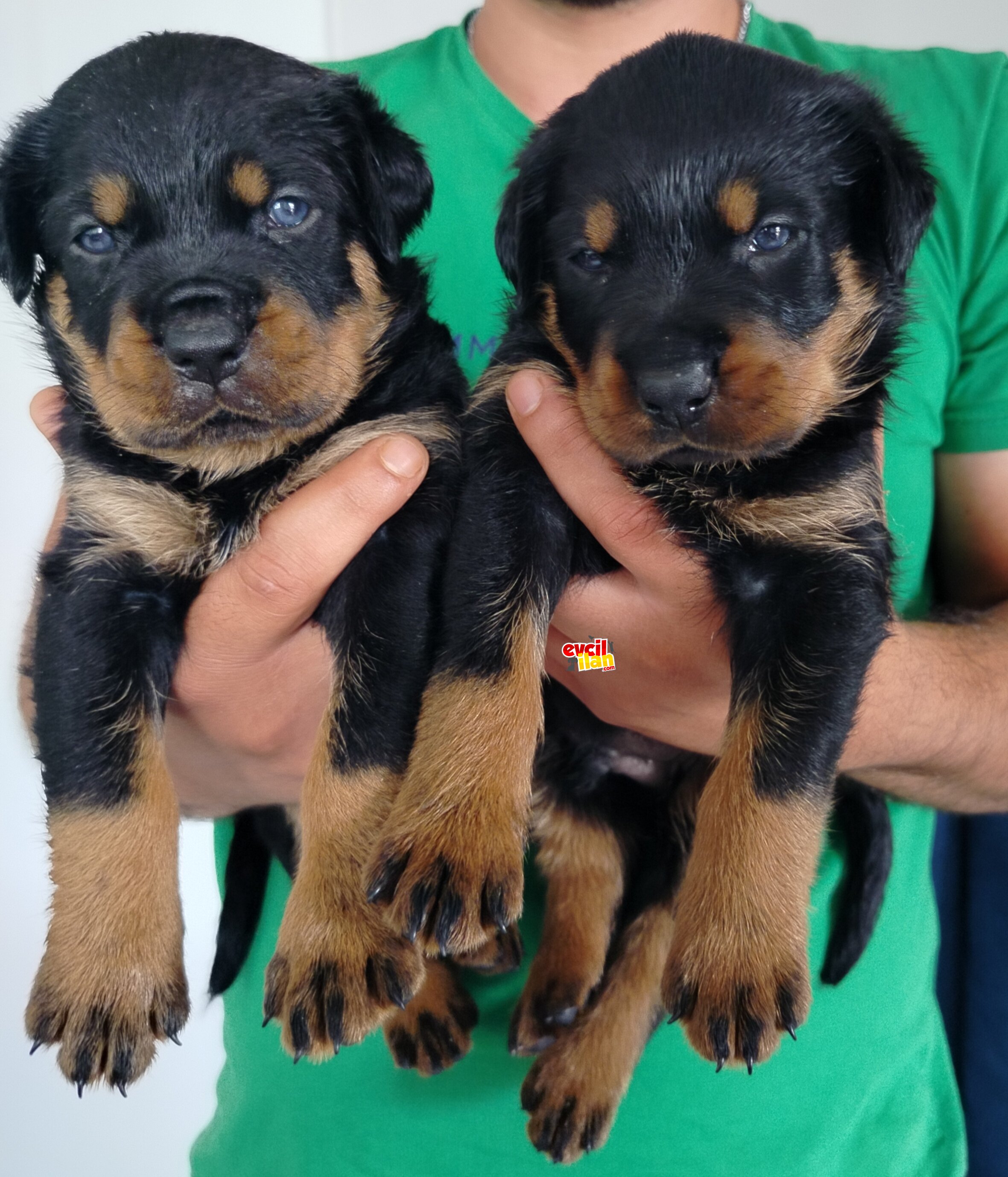 Rotweiler yavruları