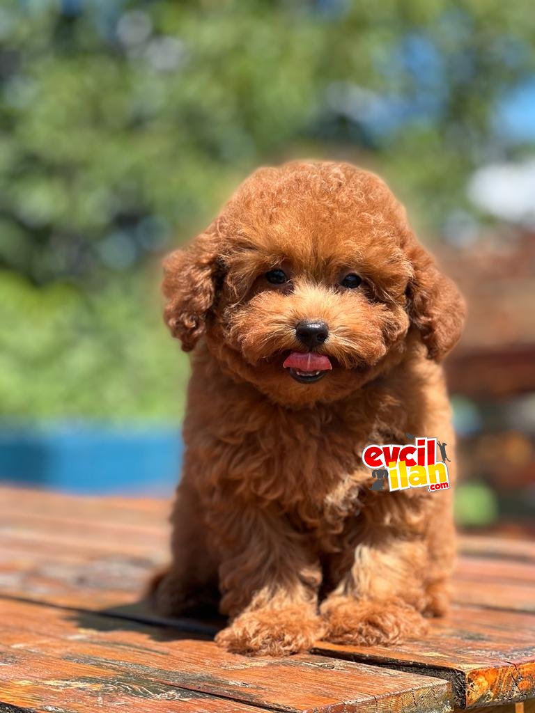 Ruhsatli Ciftligimizden Poodle Bebekler