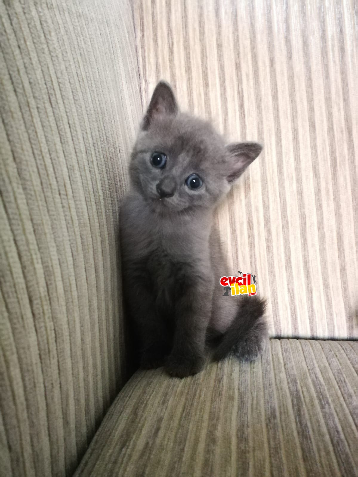 Rusian blue yavru kediler