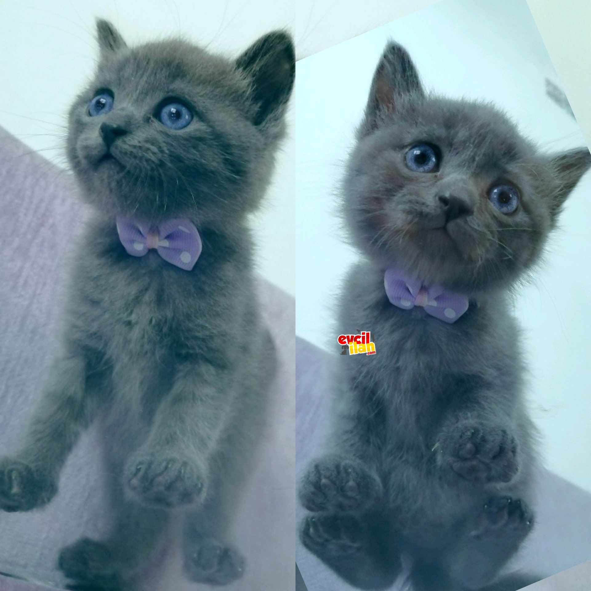 Russian Blue British Süper Irk Yavrular