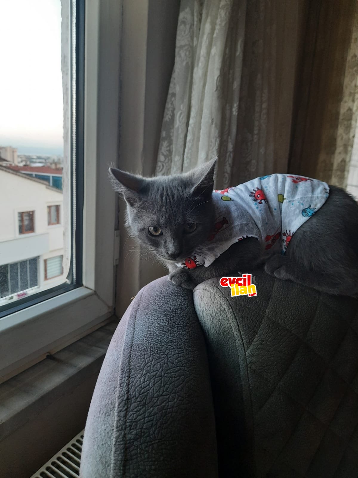 Russian Blue cinsi oğluma yuva