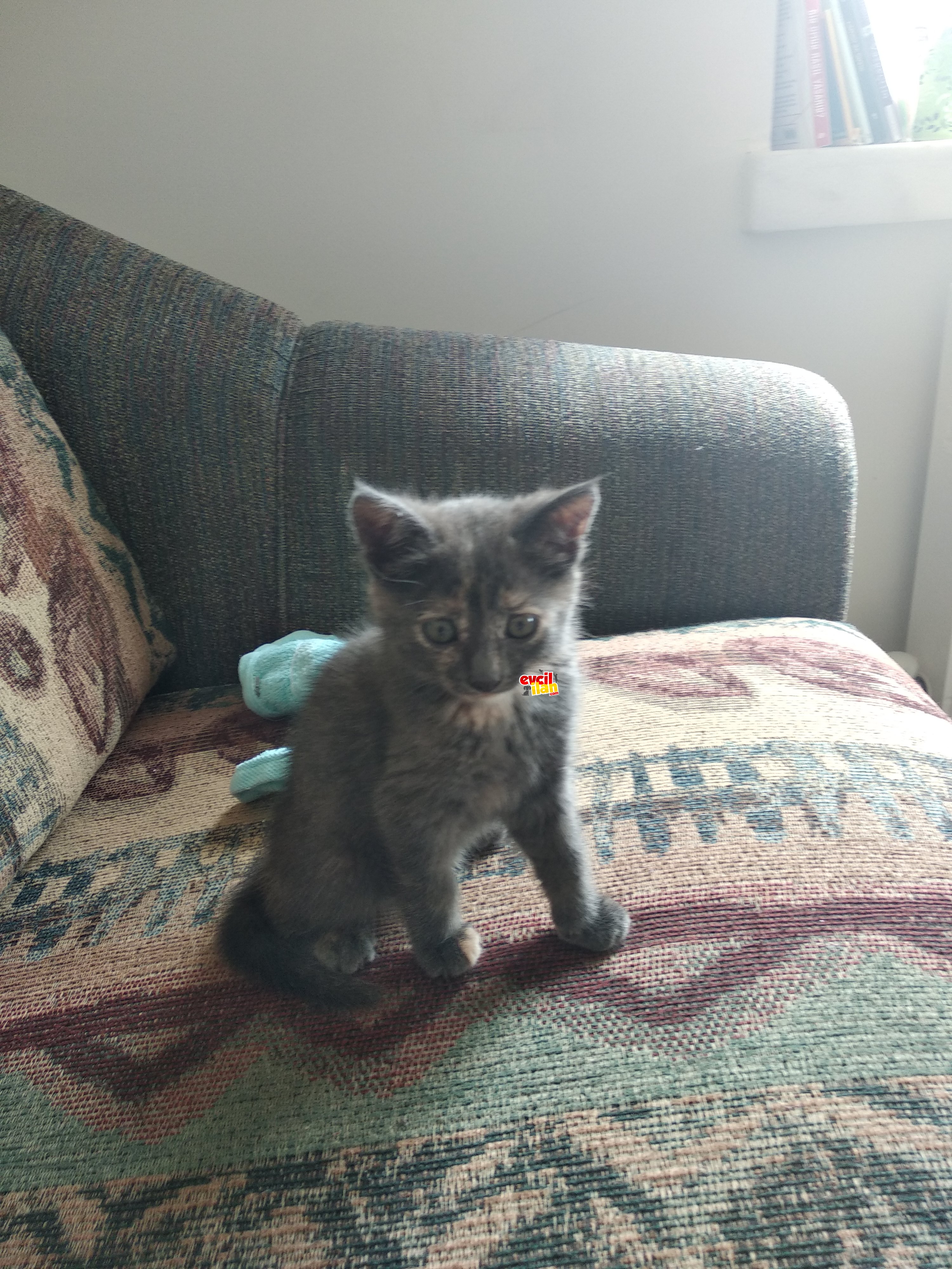 Russian Blue yavrumuz yuva arıyor