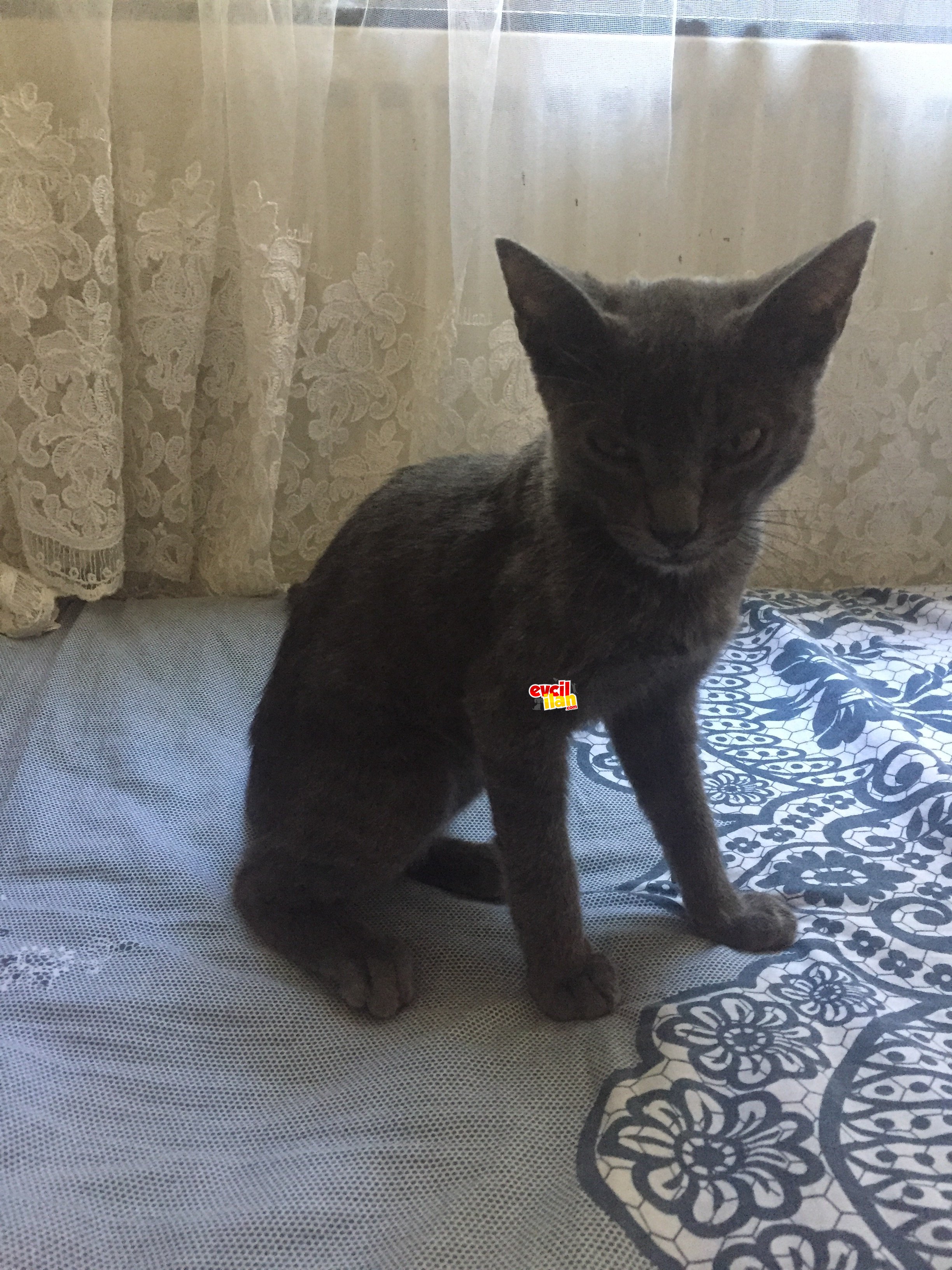 Russian blue 