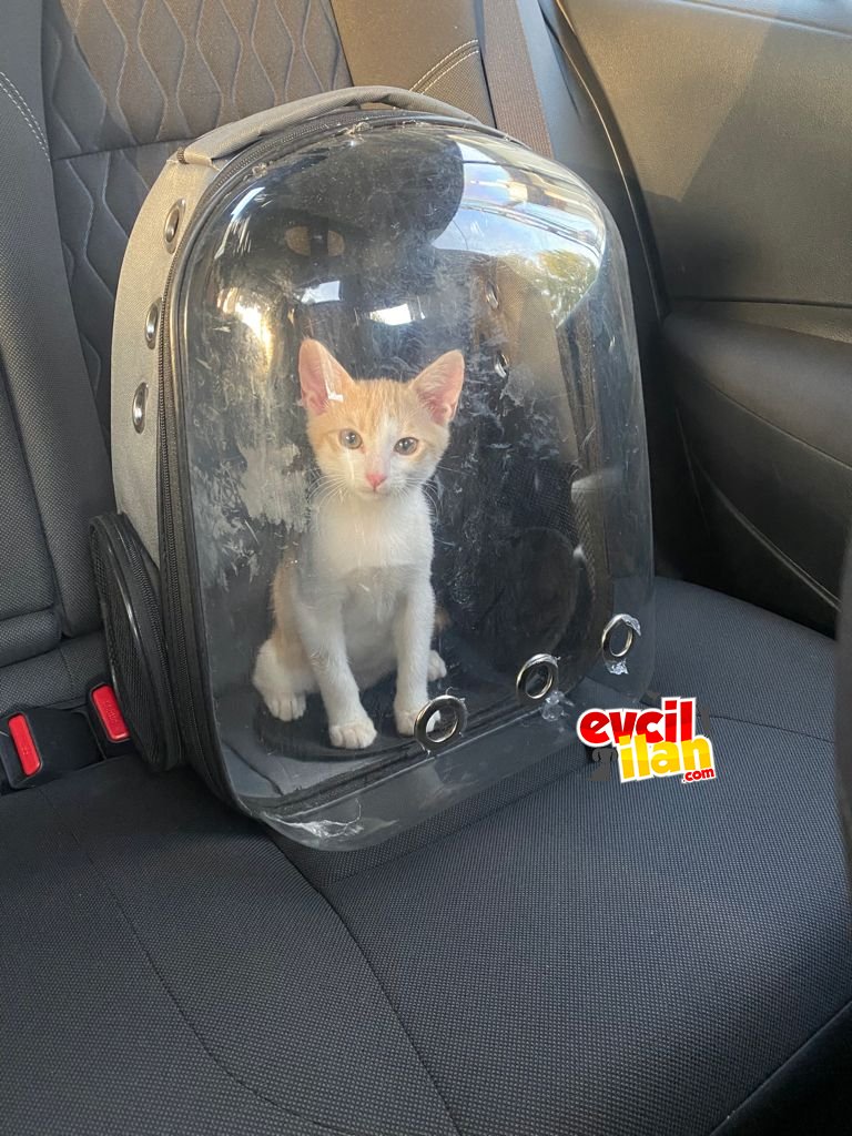 Sadık ve dünyalar tatlısı sevgiye aç bir can 