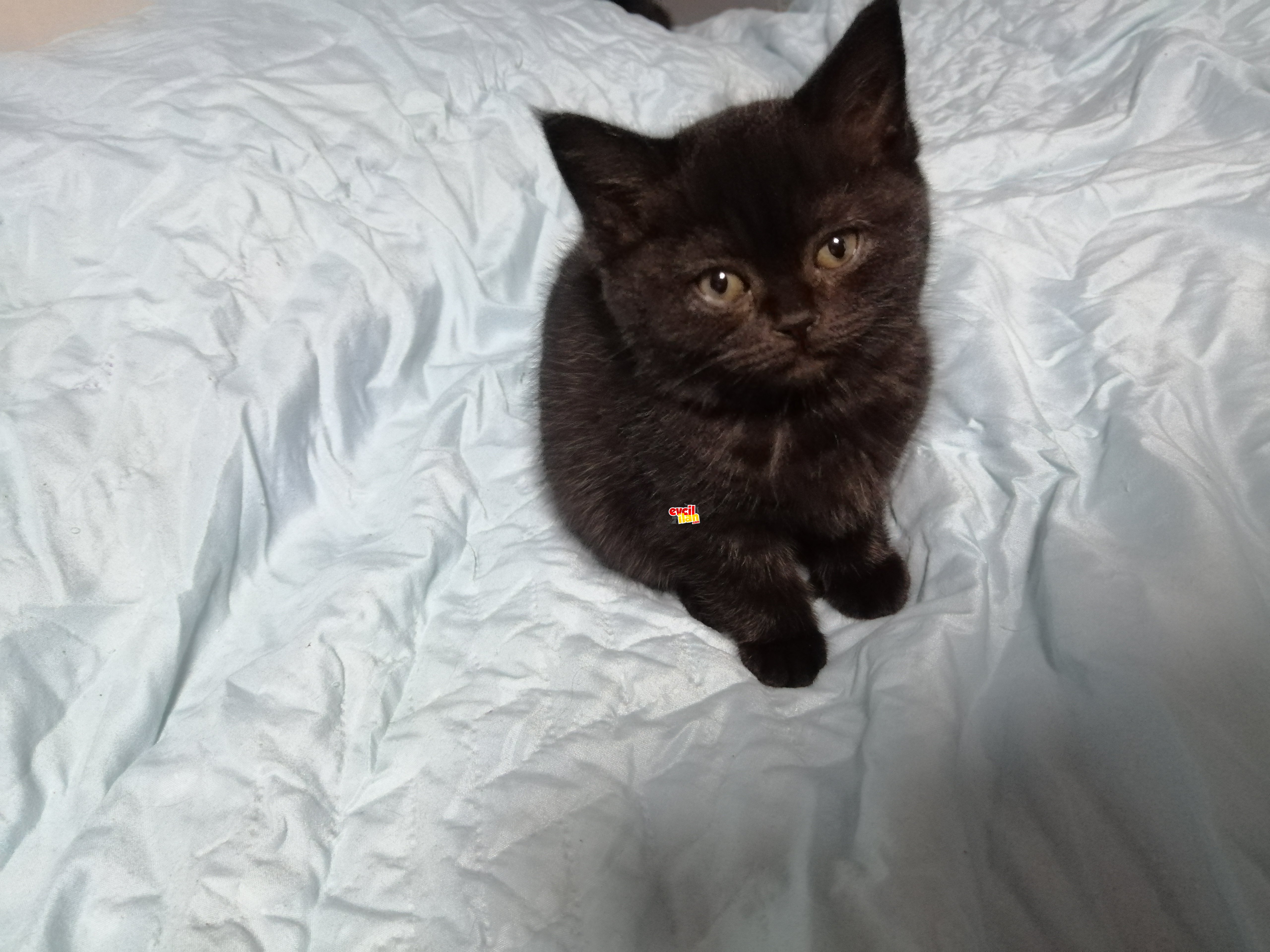 Saf british Shorthair özel renk 2 aylık