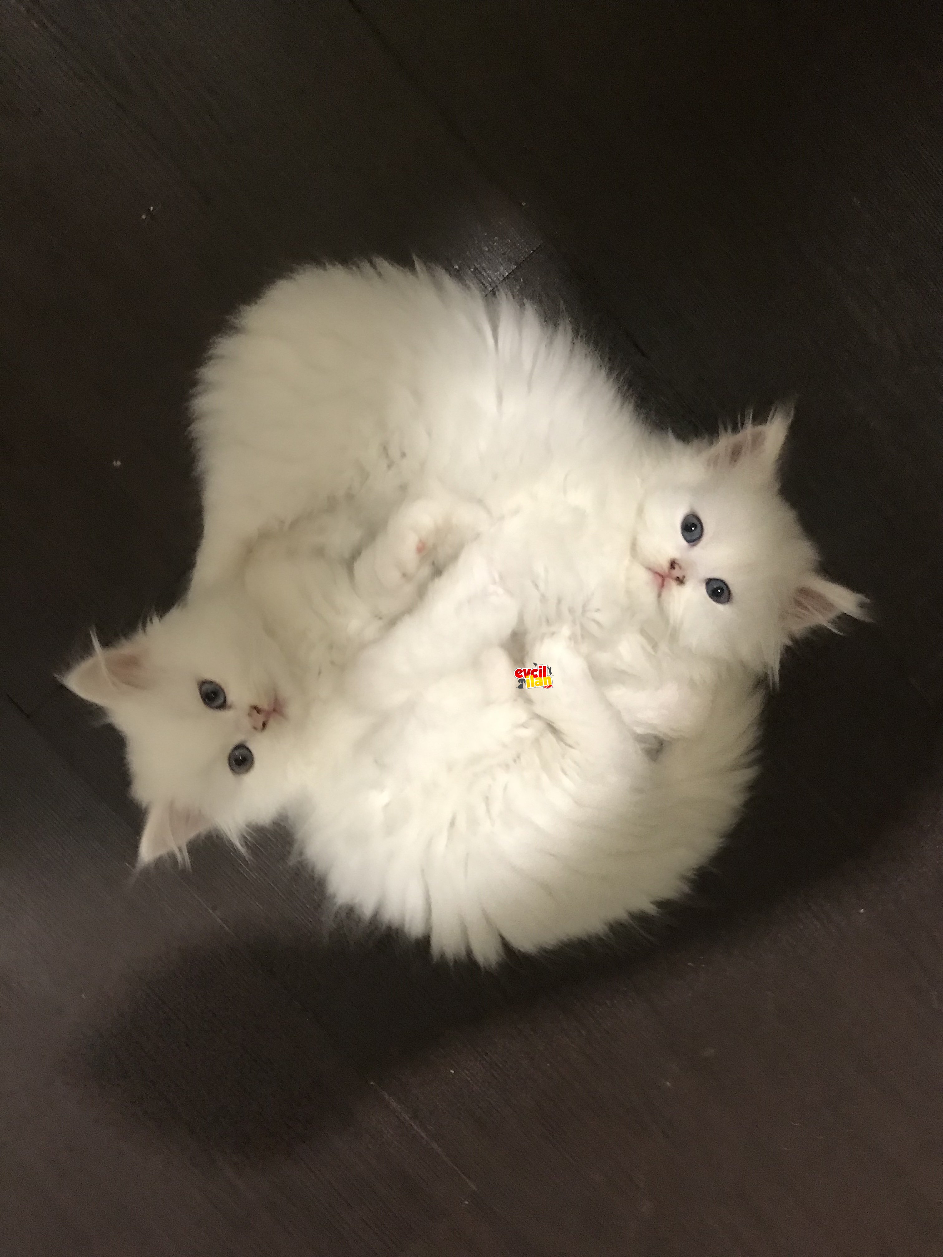 Saf gen british shorthair ve longhair yavrularımız