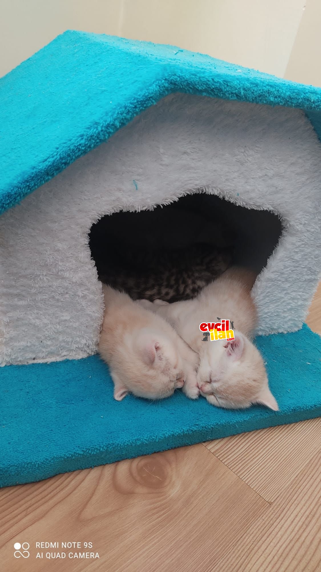 Saf golden rengi british shorthair yavrularım