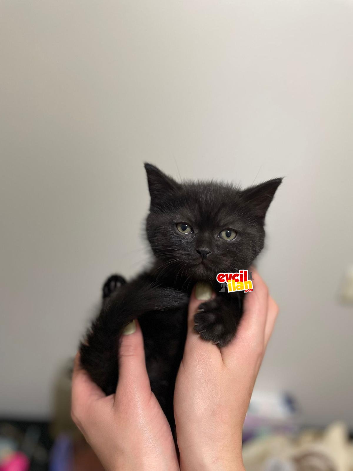 Saf ırk garantili british shorthair