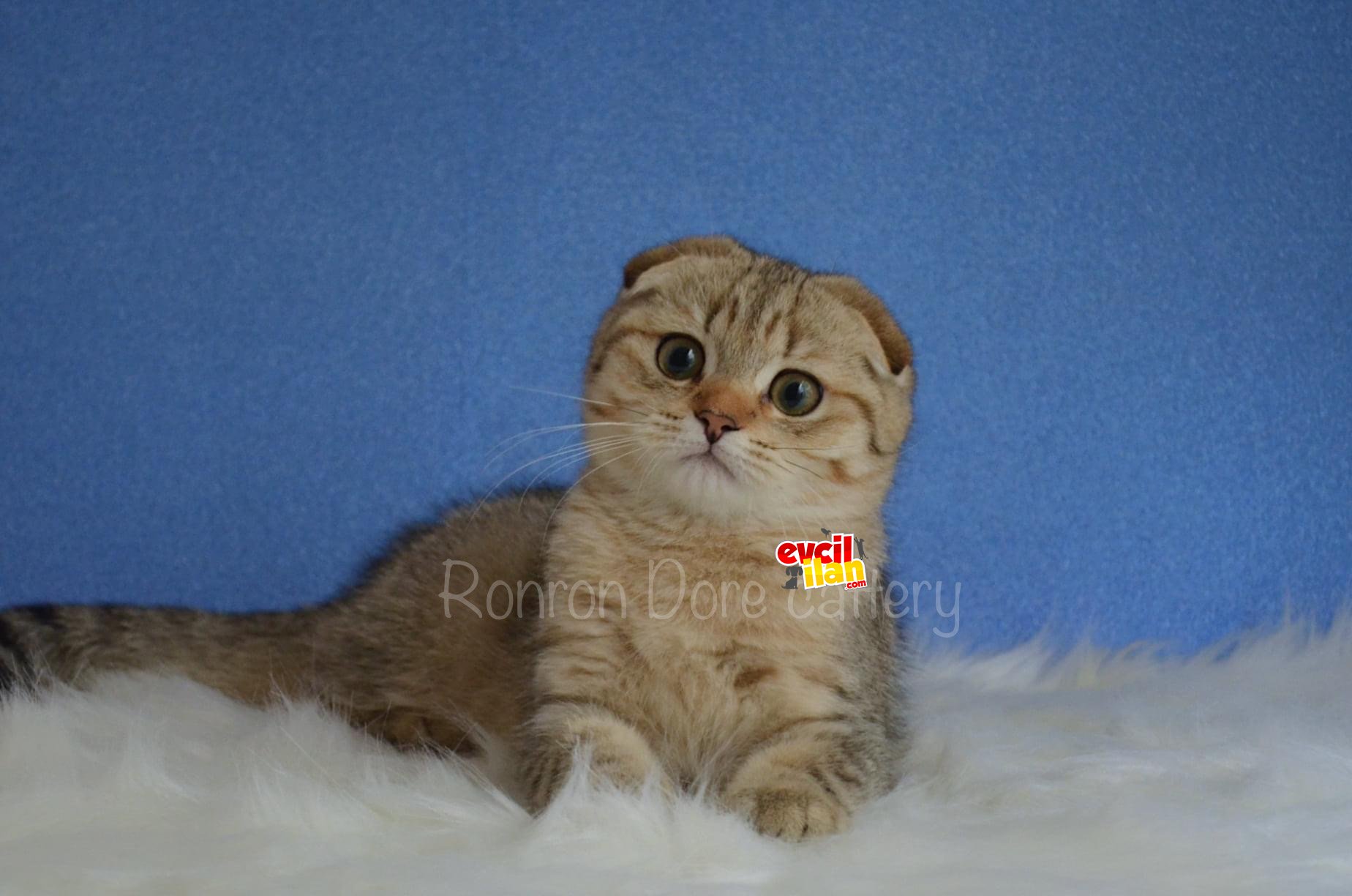 Saf ırk garantili Scottish Fold erkek 