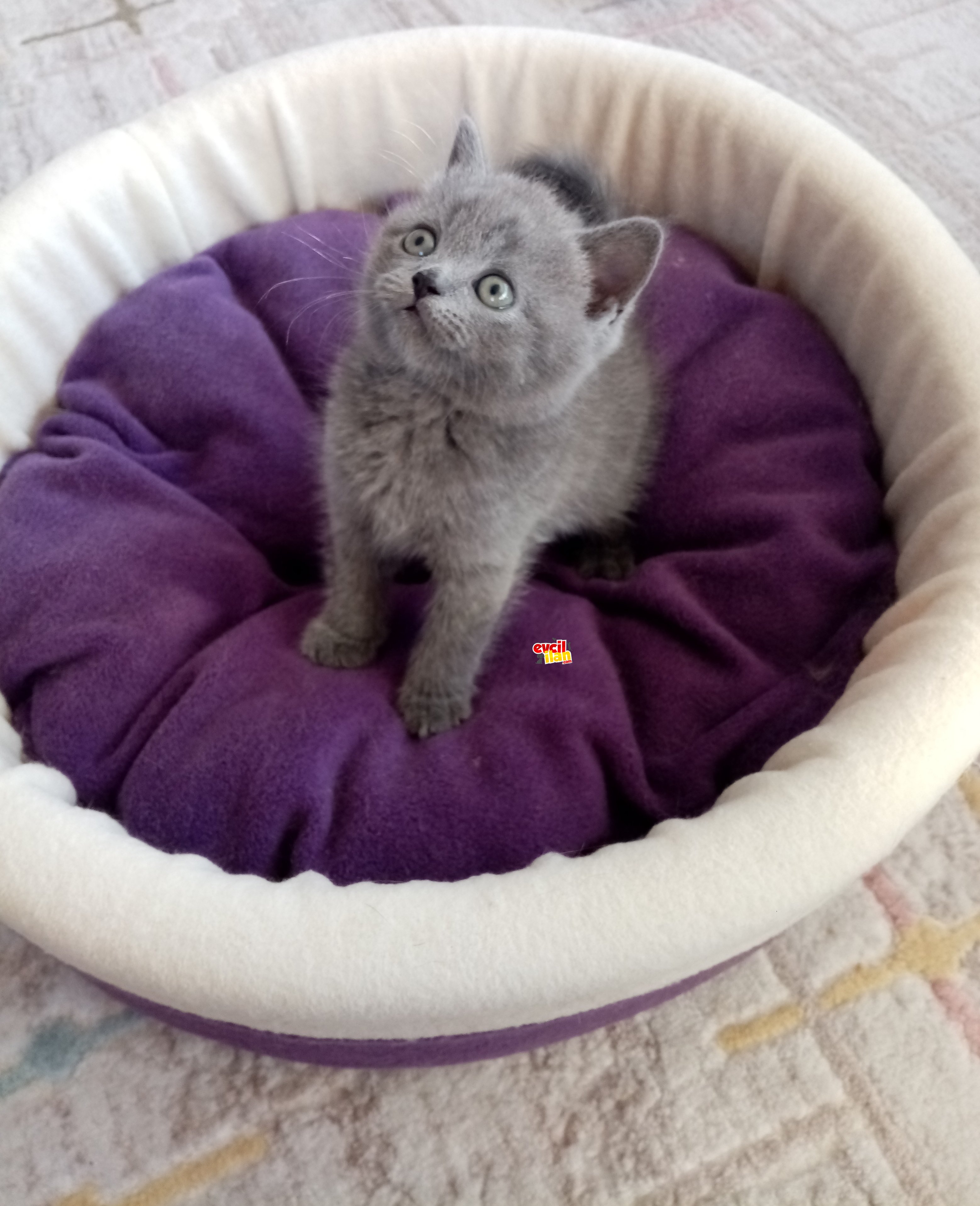 Saf kan British shorthair 1.5 aylık 