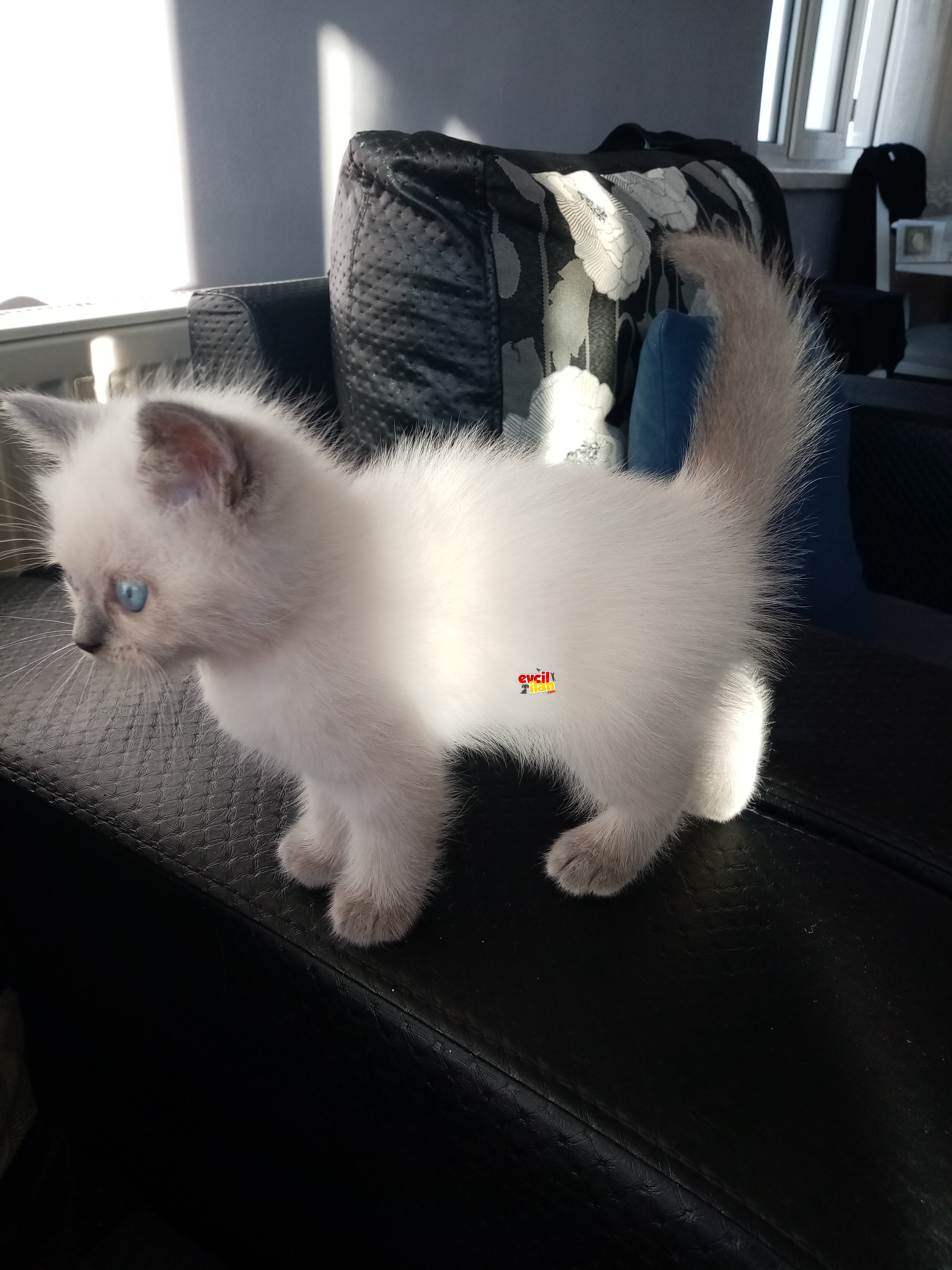 Saf kan British shorthair Blue point 1.5 aylık 