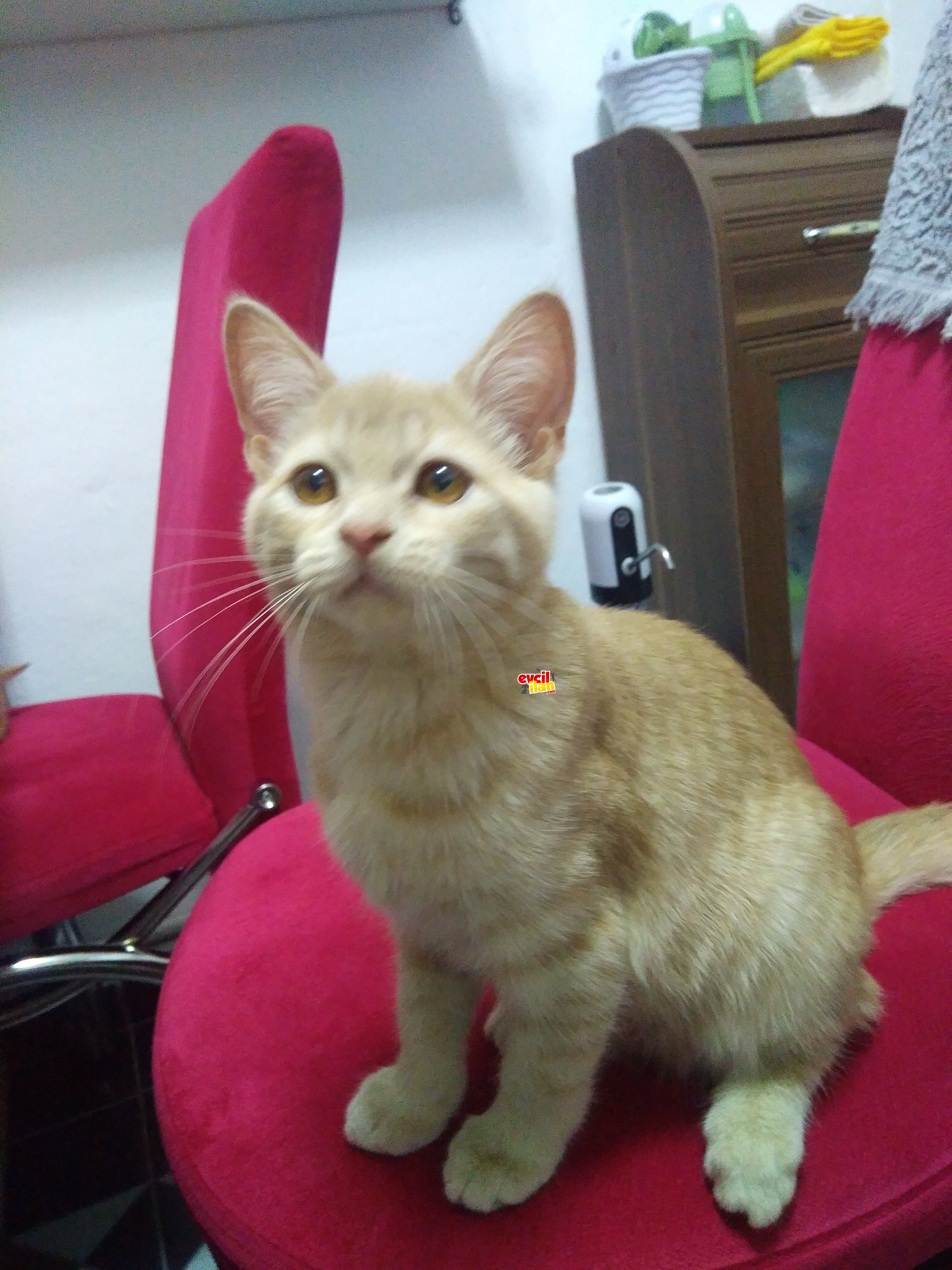 Saf kan british shorthair yavrular