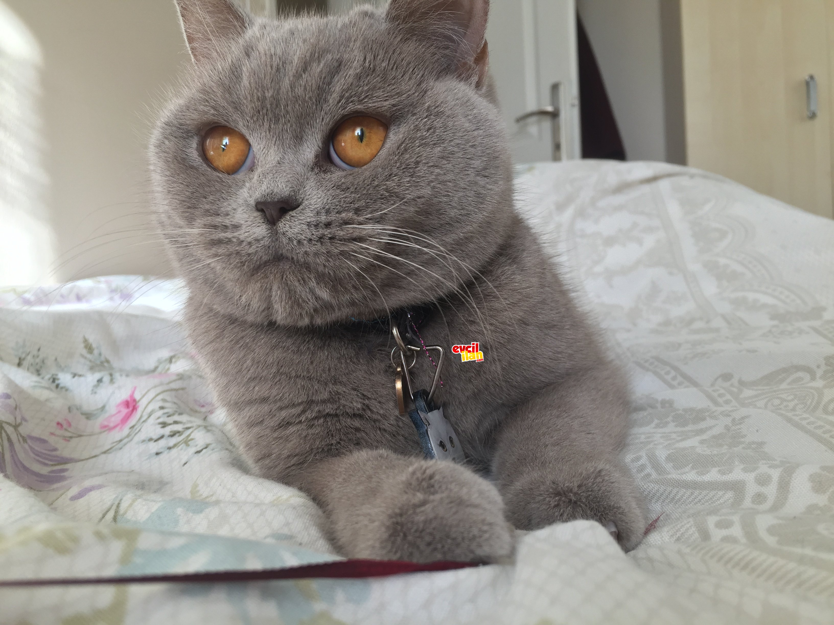 Saf kan British Shorthair 