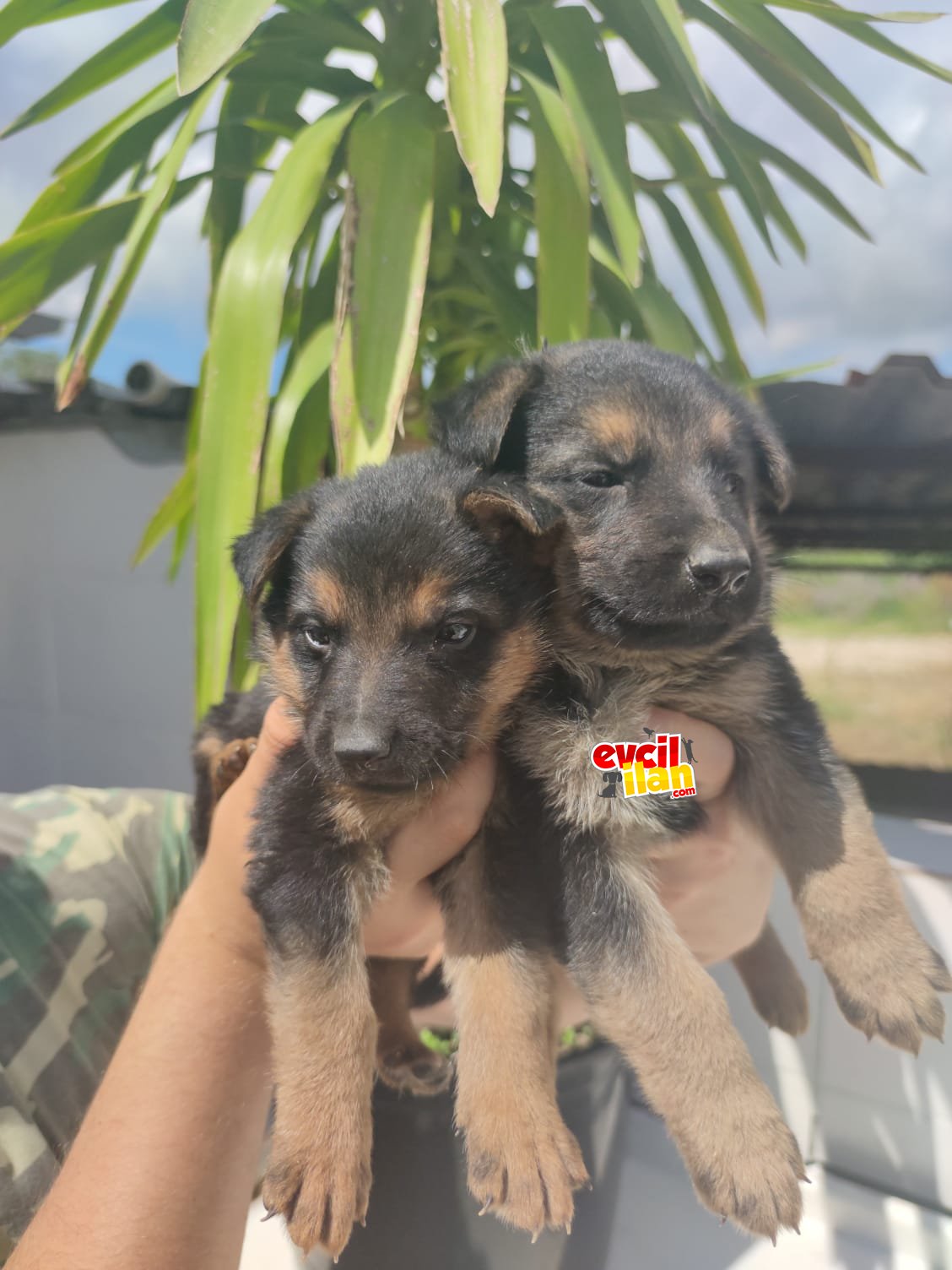 Saf kan ömür boyu ırk garantili alman çoban köpeği 