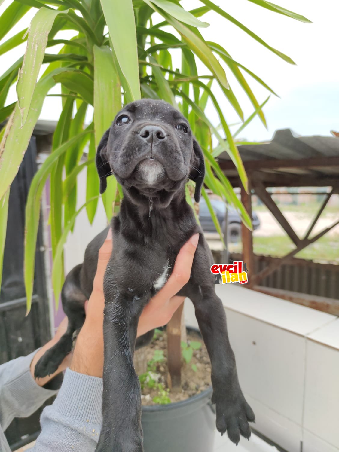 Saf kan ömür boyu ırk garantili cane corso yavrularımız 