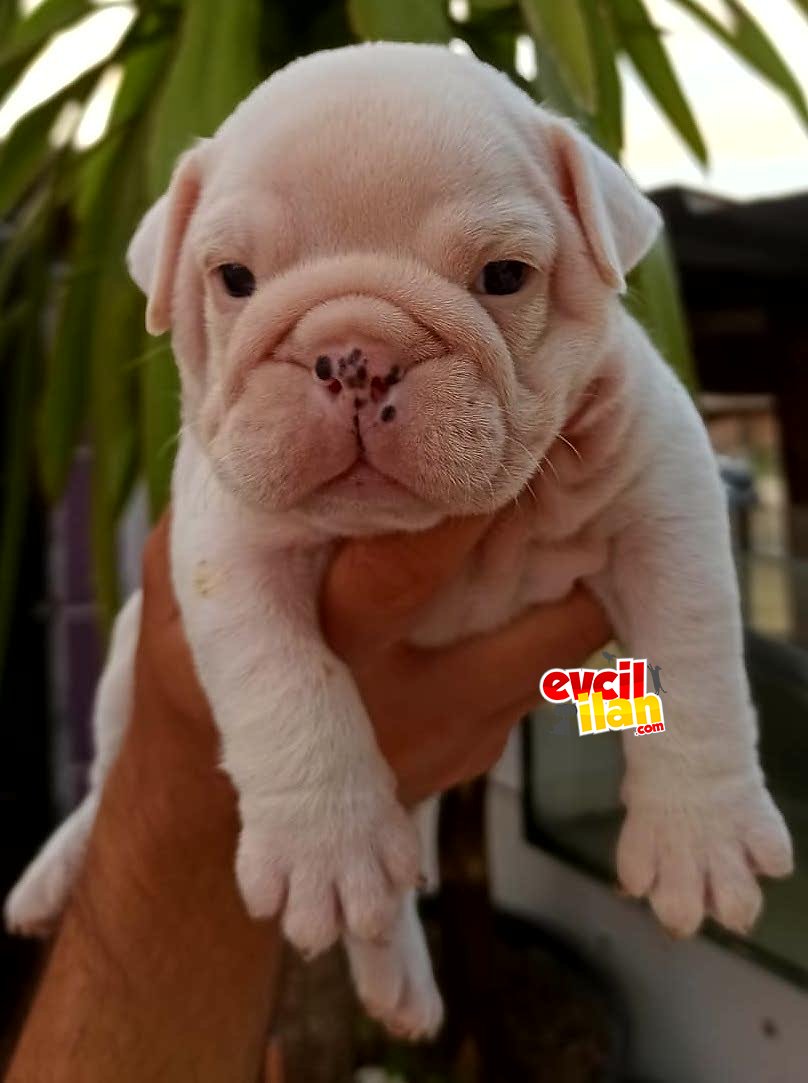 Saf kan ömür boyu ırk garantili ingiliz bulldog yavrularımız 