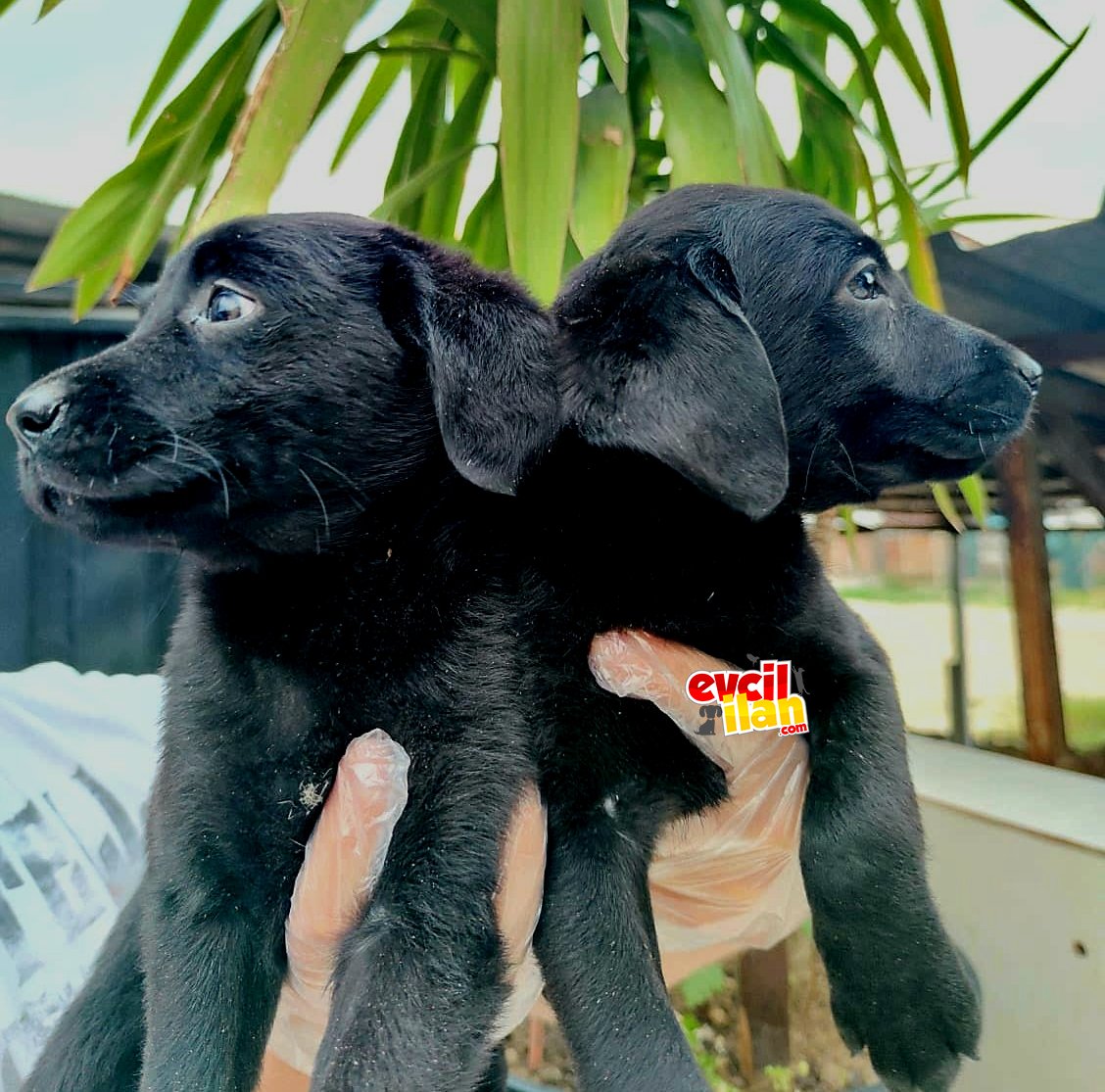 Saf kan ömür boyu ırk garantili sağlıklı labrador yavrularımız 