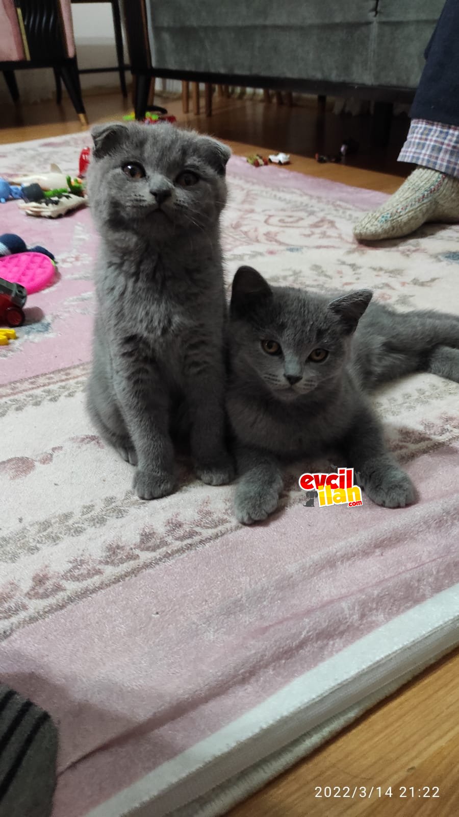 Saf kan Scotish ve britsh