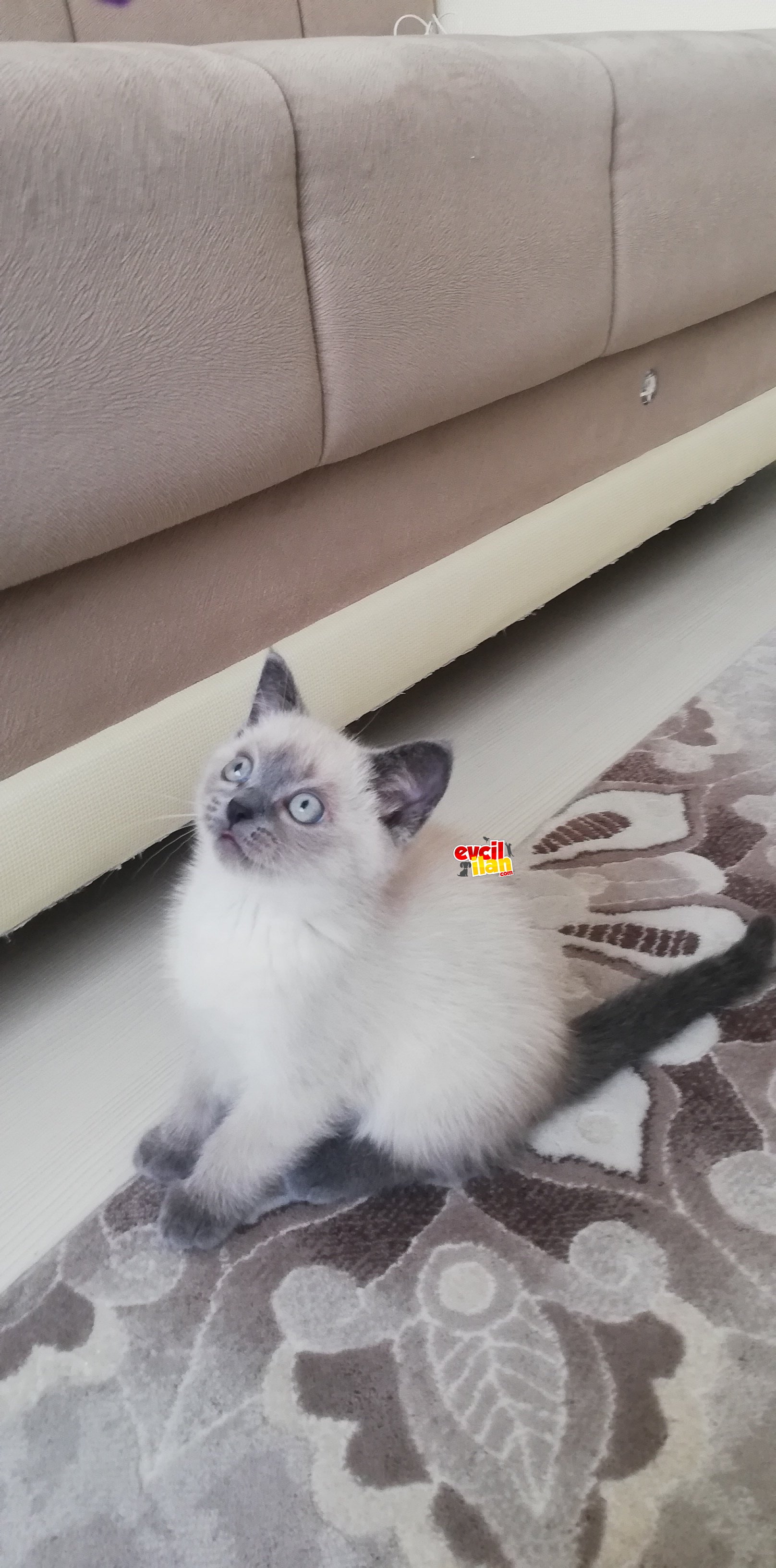 Safka british shorthair bluepoint asilari yapildi