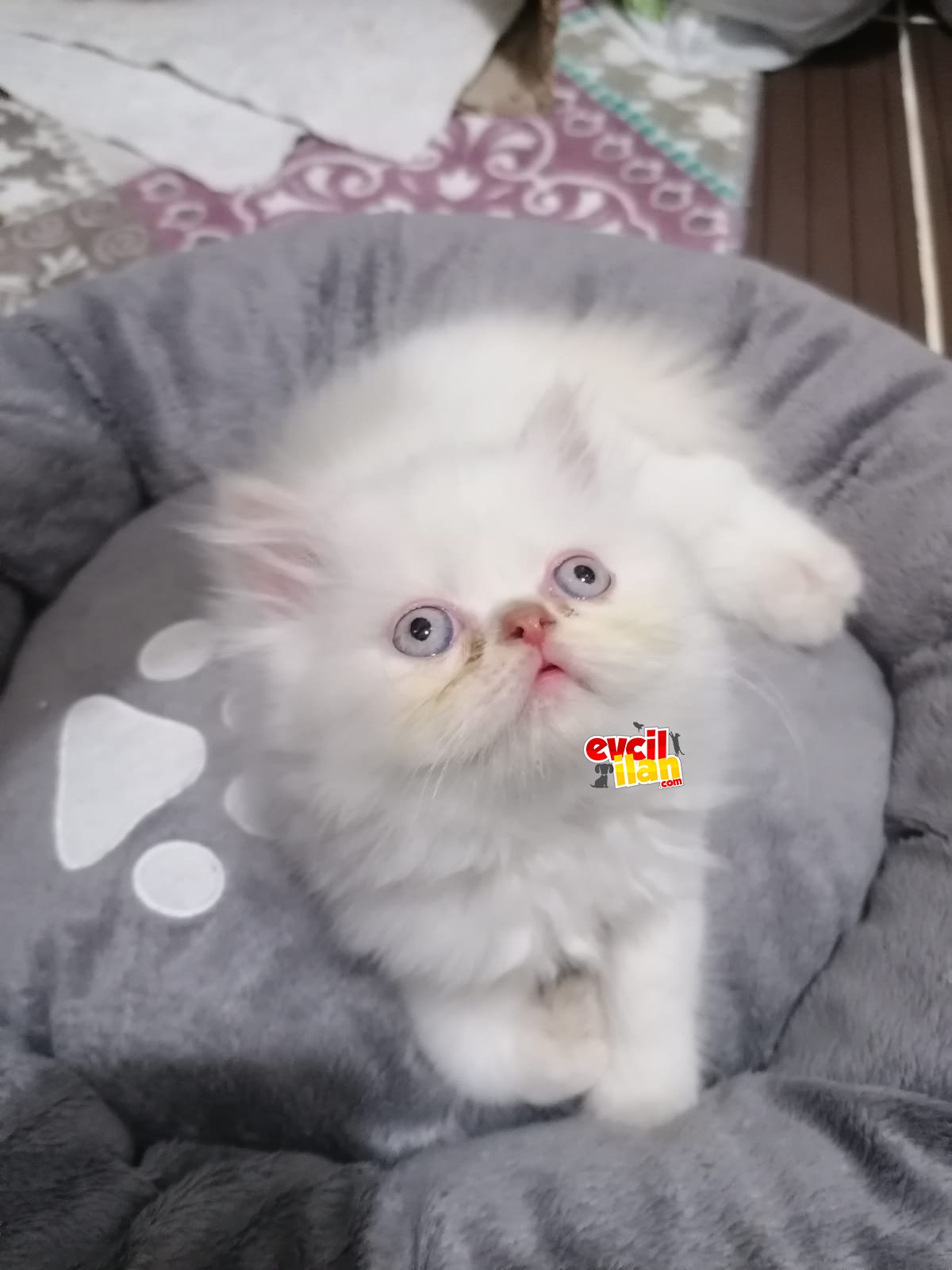 Safkan 2 aylık