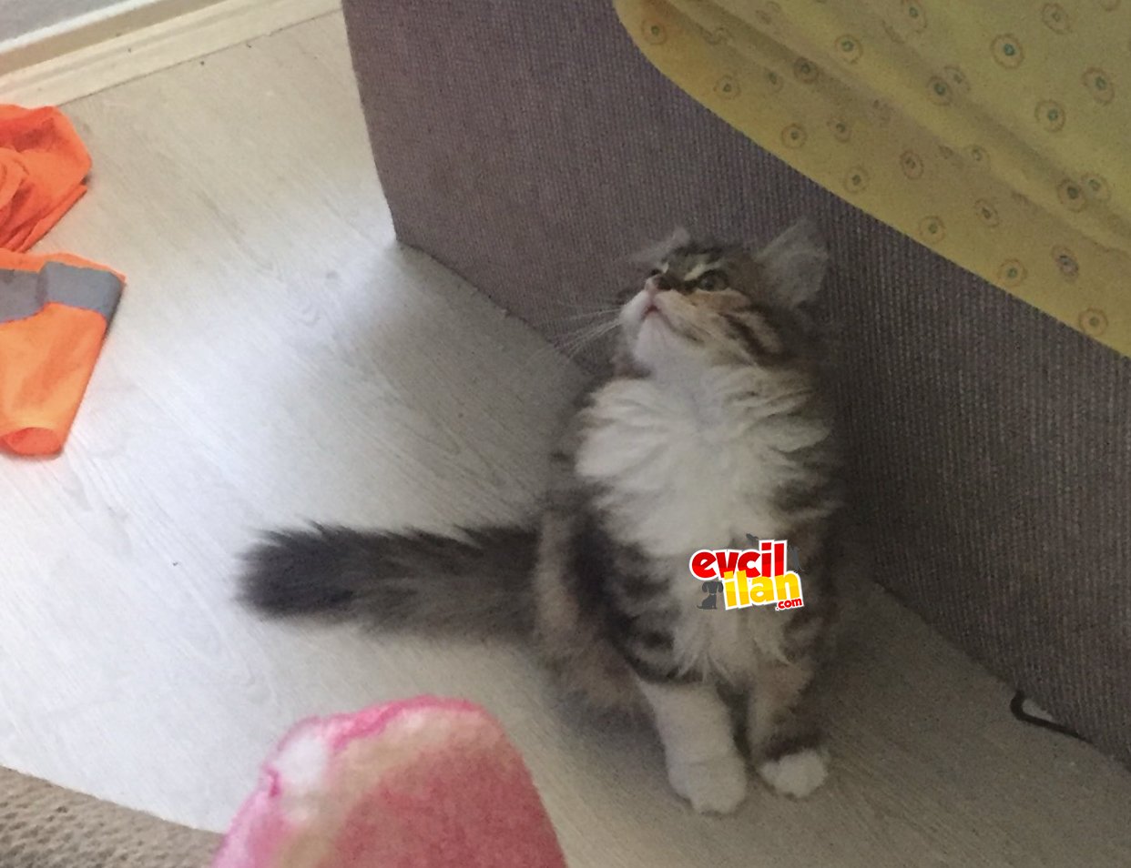 Safkan 3 aylik chinchilla kizim