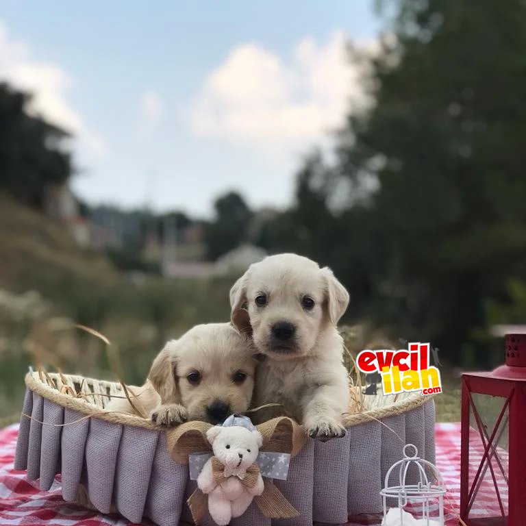 Safkan A kalite Golden Retriever bebekler 