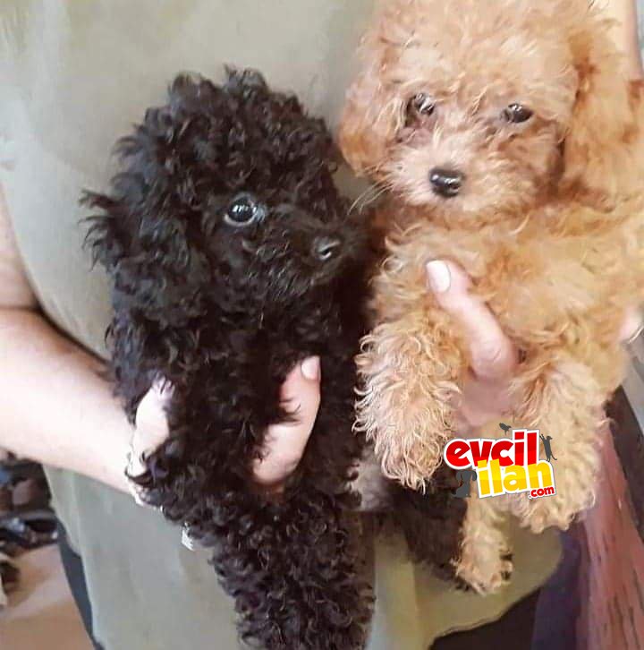 Safkan anne altından son kalan toypoodle