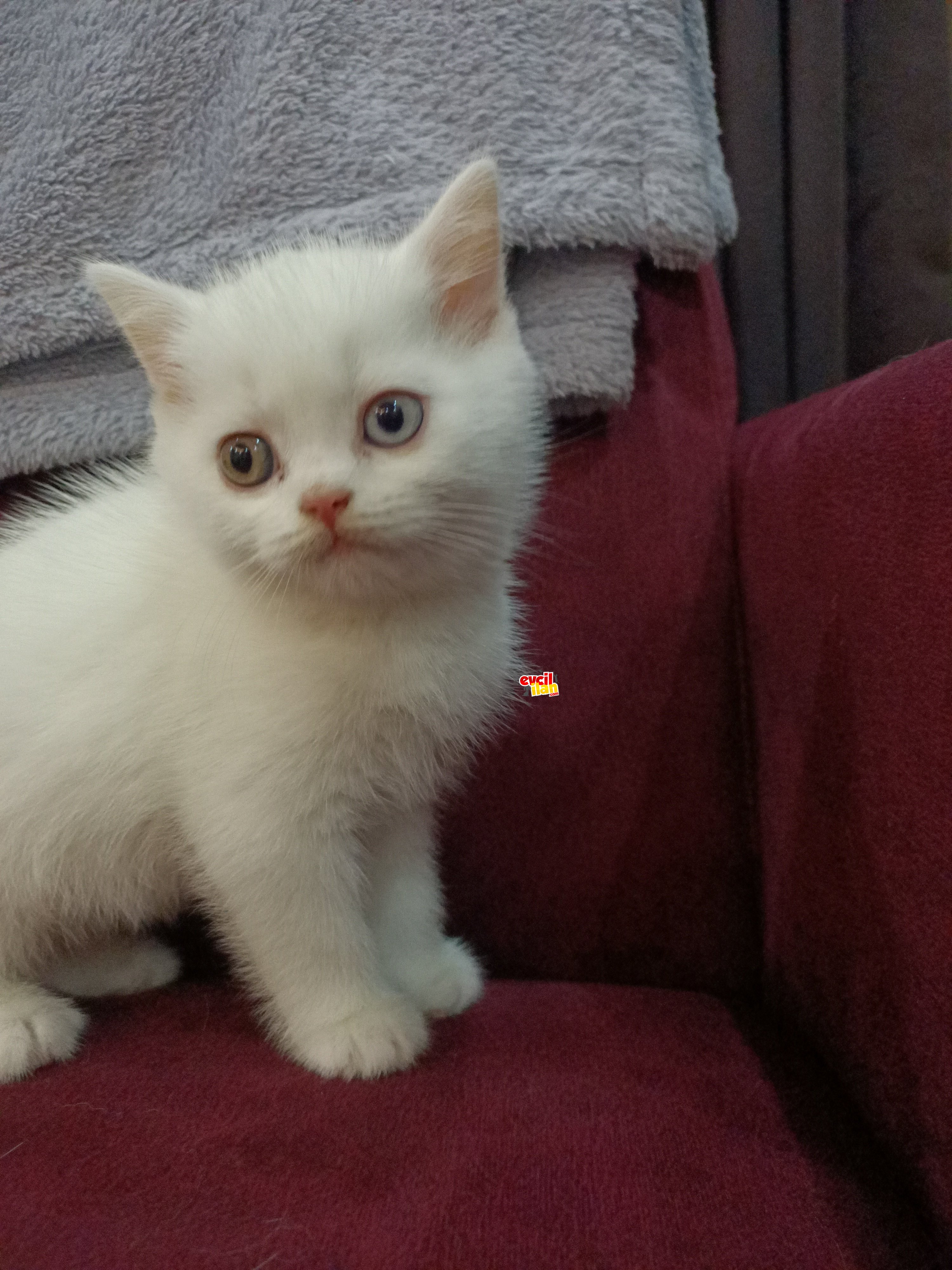 Safkan anne babadan safkan minik uygun