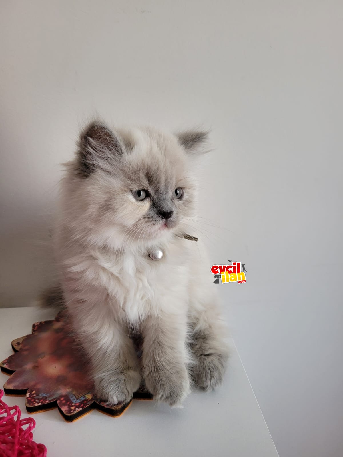 SAFKAN AYI SURAT BLUE POİNT KIZIMIZ