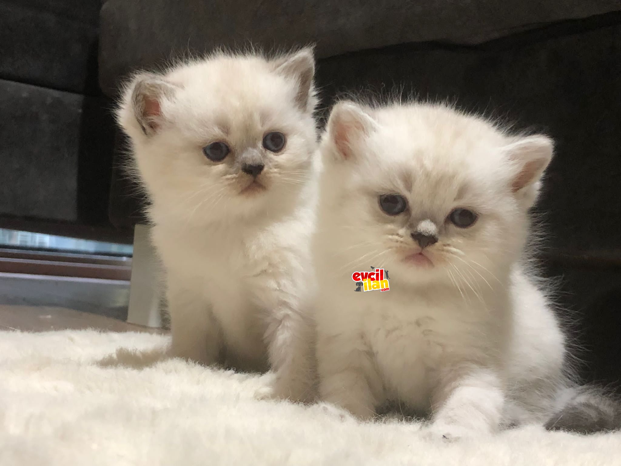 Safkan bebeklerimize yeni yuvasını ariyor