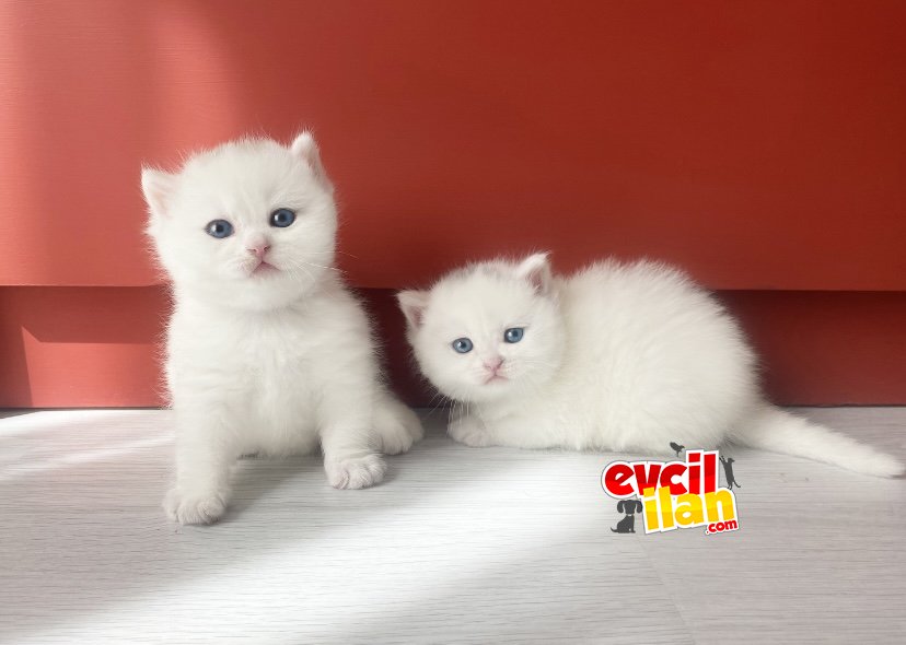 Safkan beyaz 5mart doğumlu